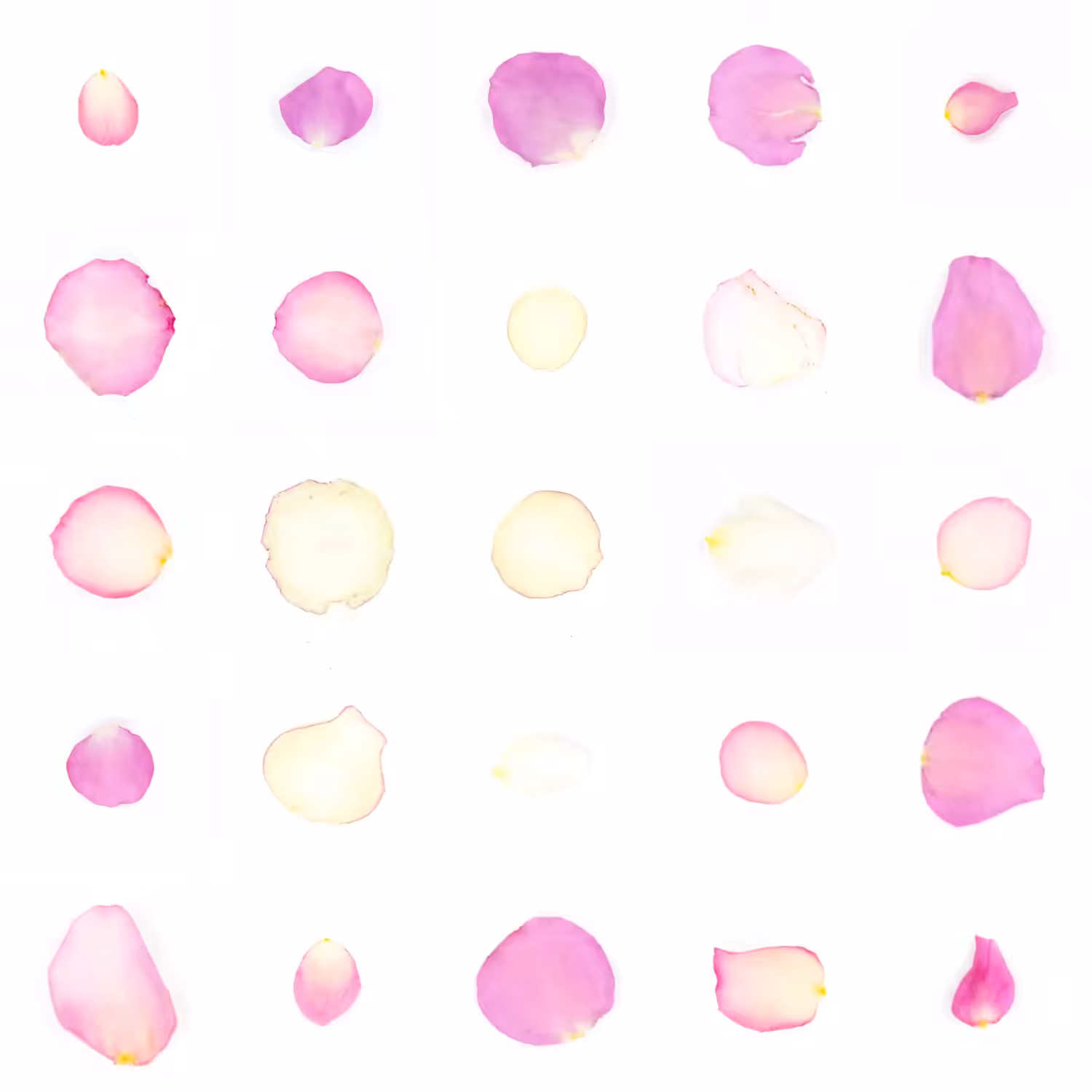 Infinite Petals 5x5#20420