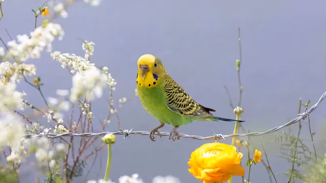 Birds Observations: Kiwi, Where Water Meets Sun
