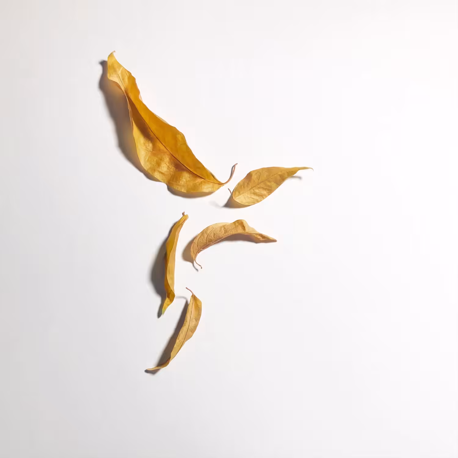 beija-flor