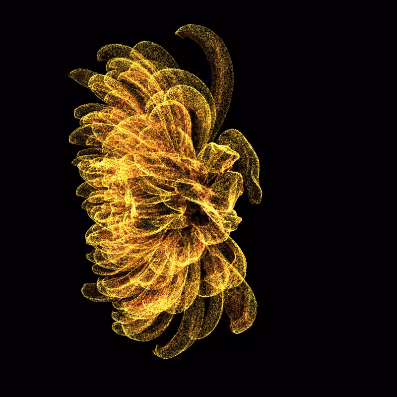 Chrysanthemum Morifolium 30 #91