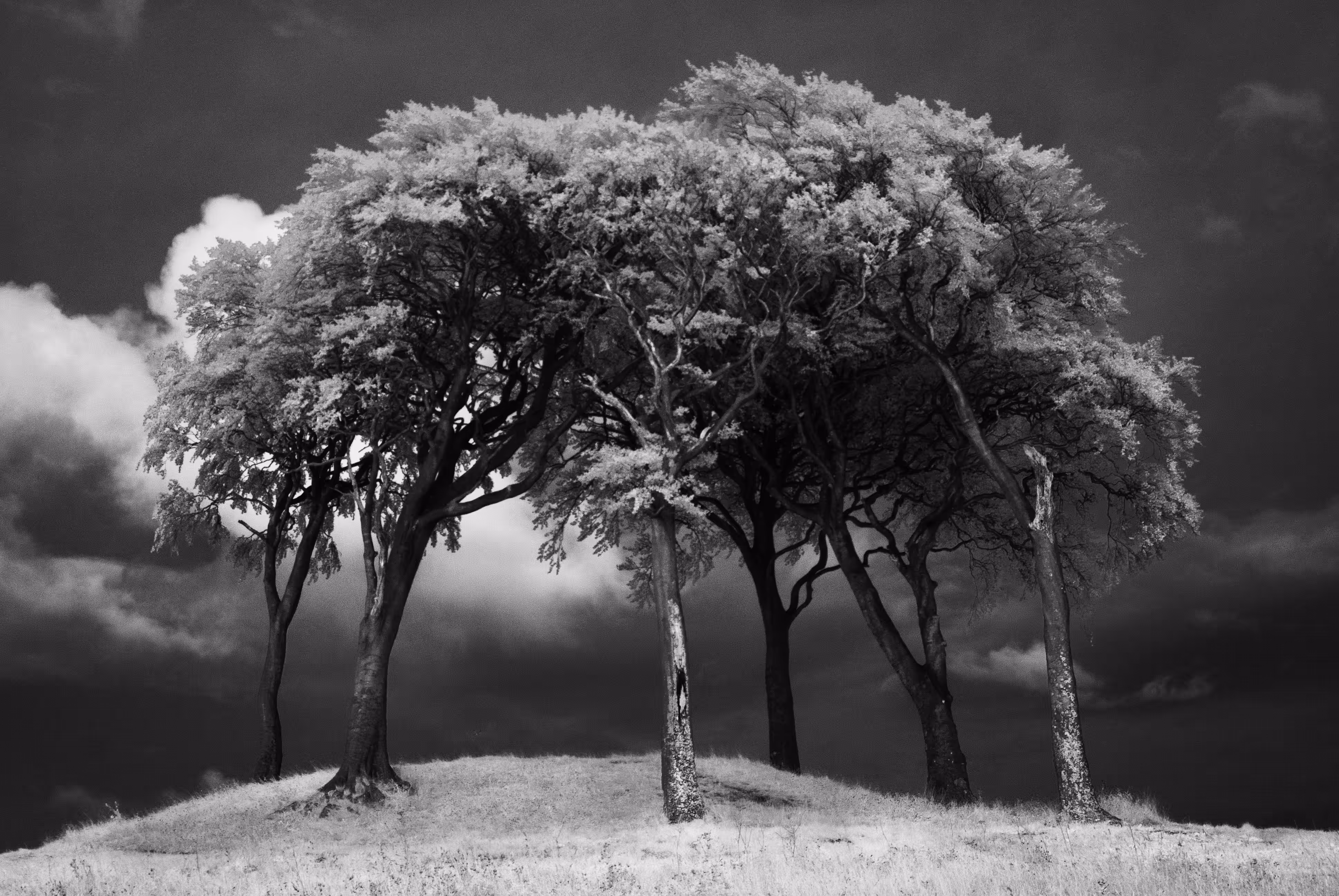 Invisible Light #50