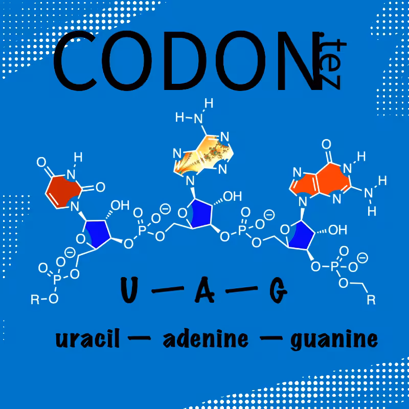 Codon Minter #24