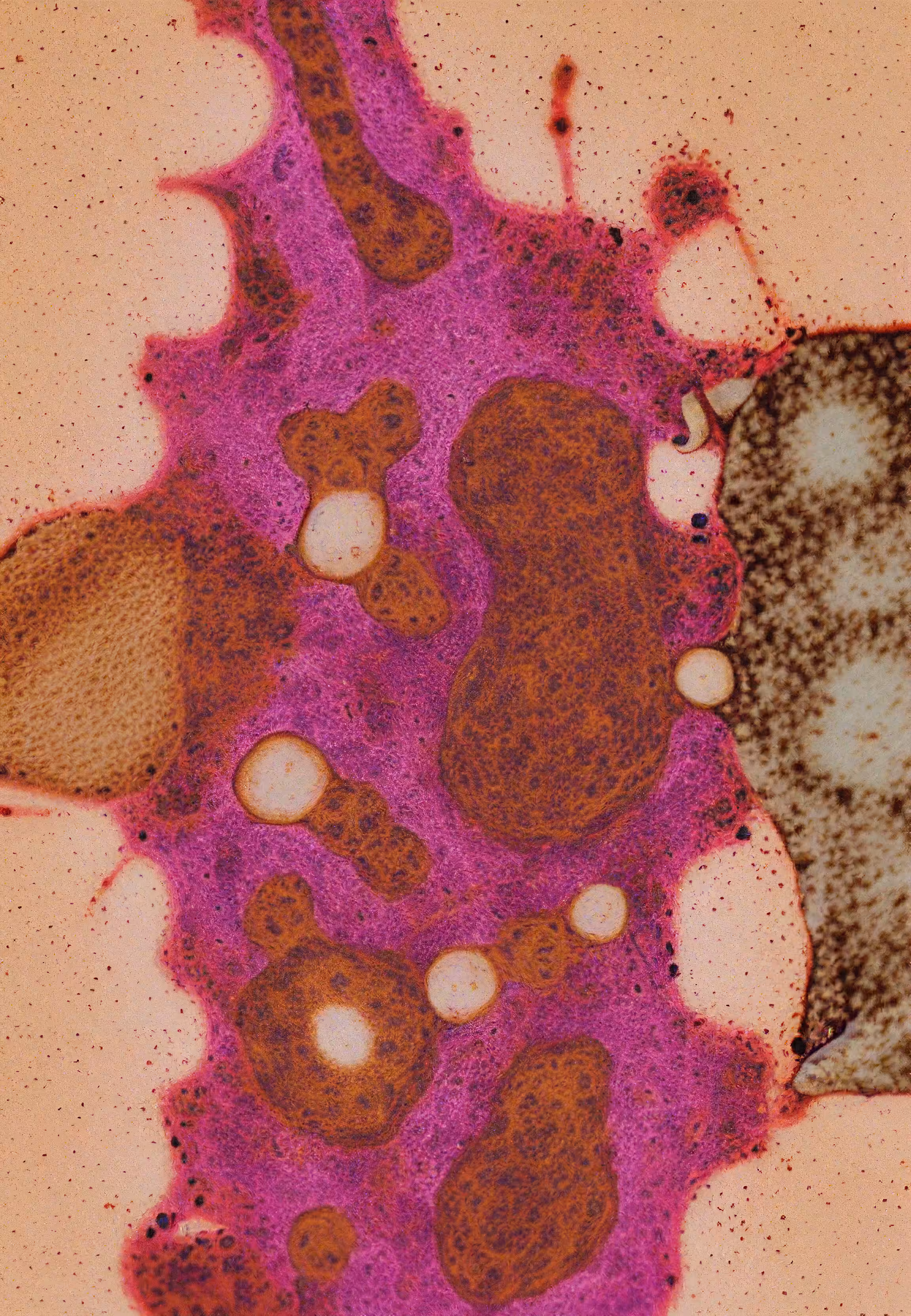 In Vivo, In Vitro, In Silico: Histologia In Silico #48