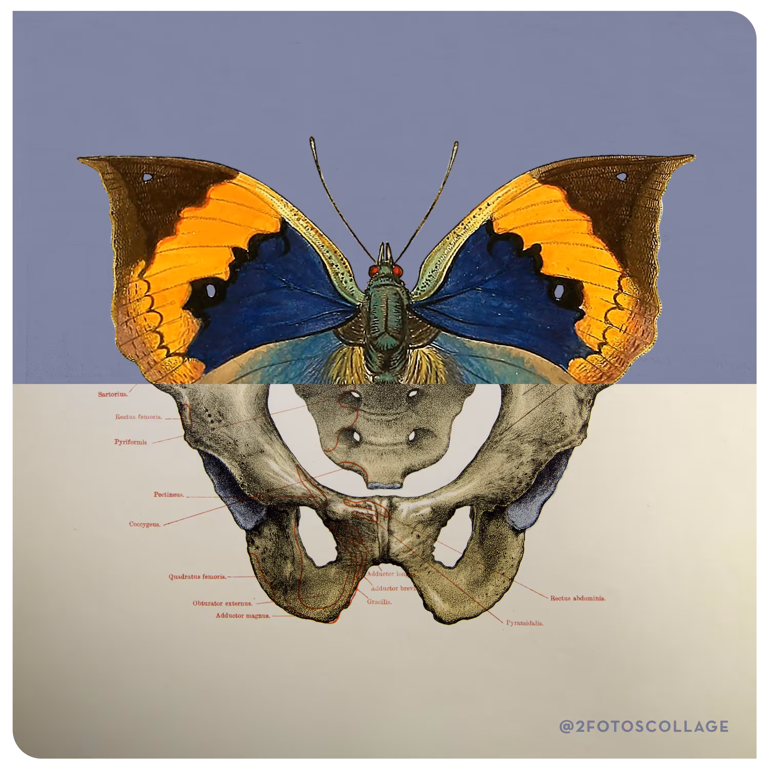 2FotosCollage ButterflyBones 02