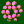 zygote, fourth division