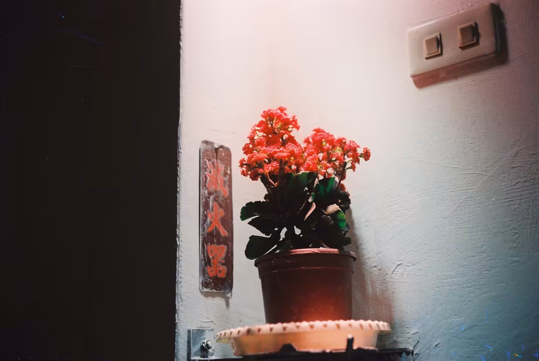 Flowers I saw in those days 01