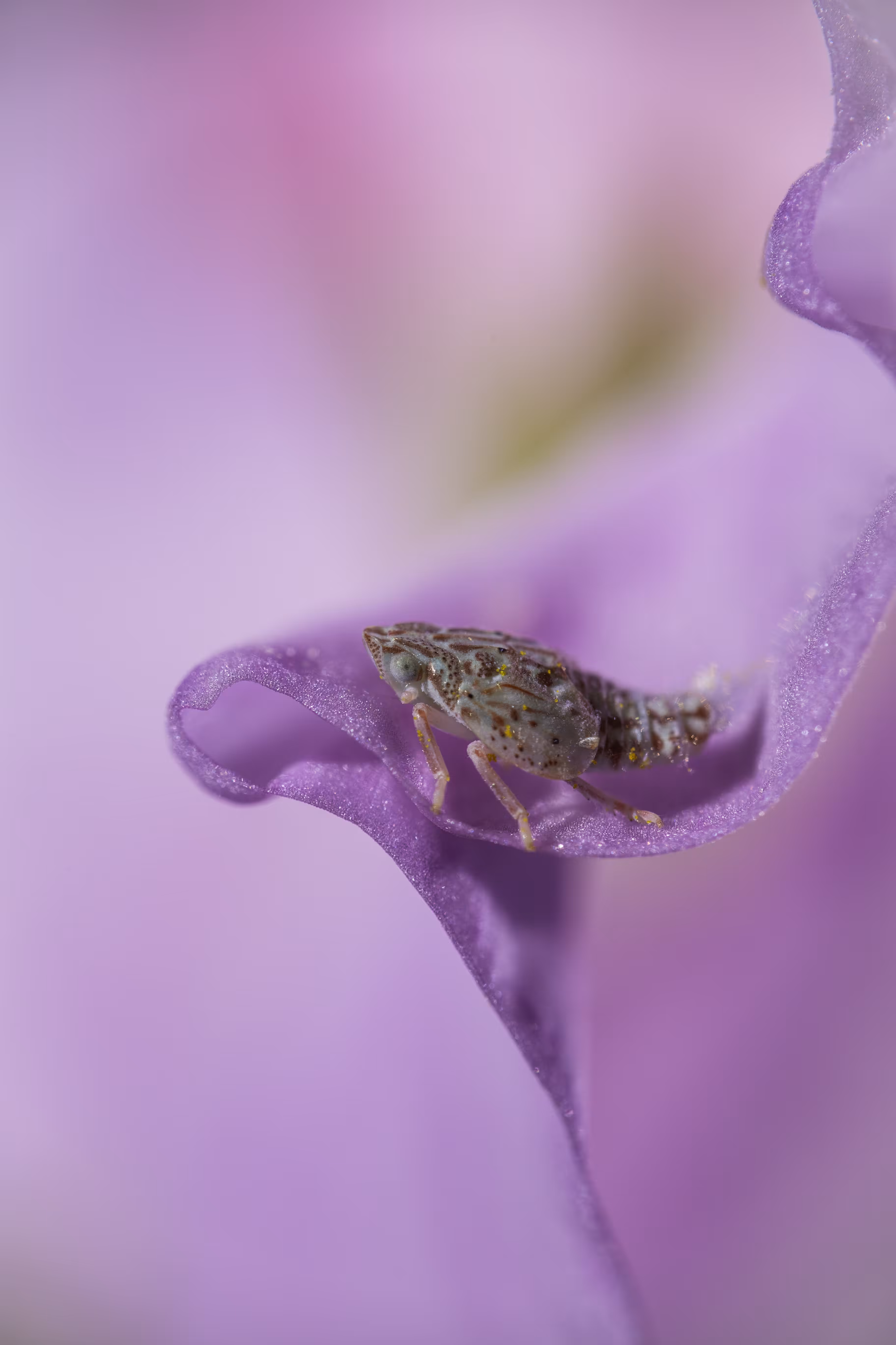 Nymph