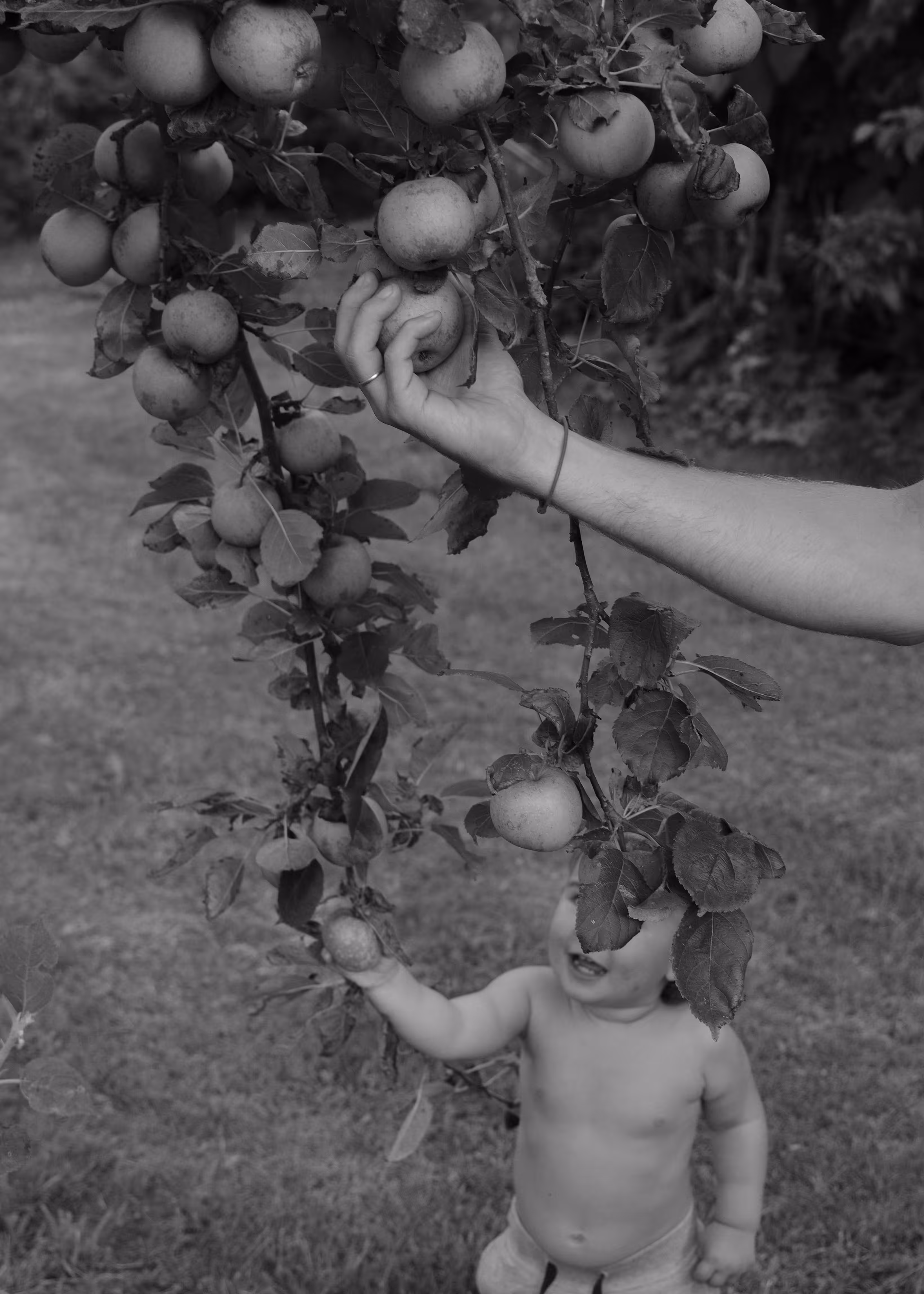 Apple Picking
