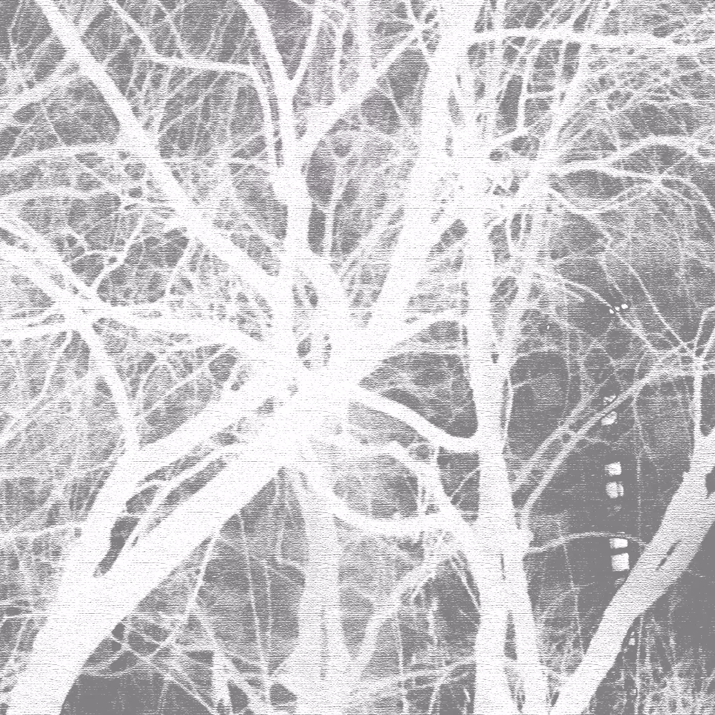 VEIN 1.5