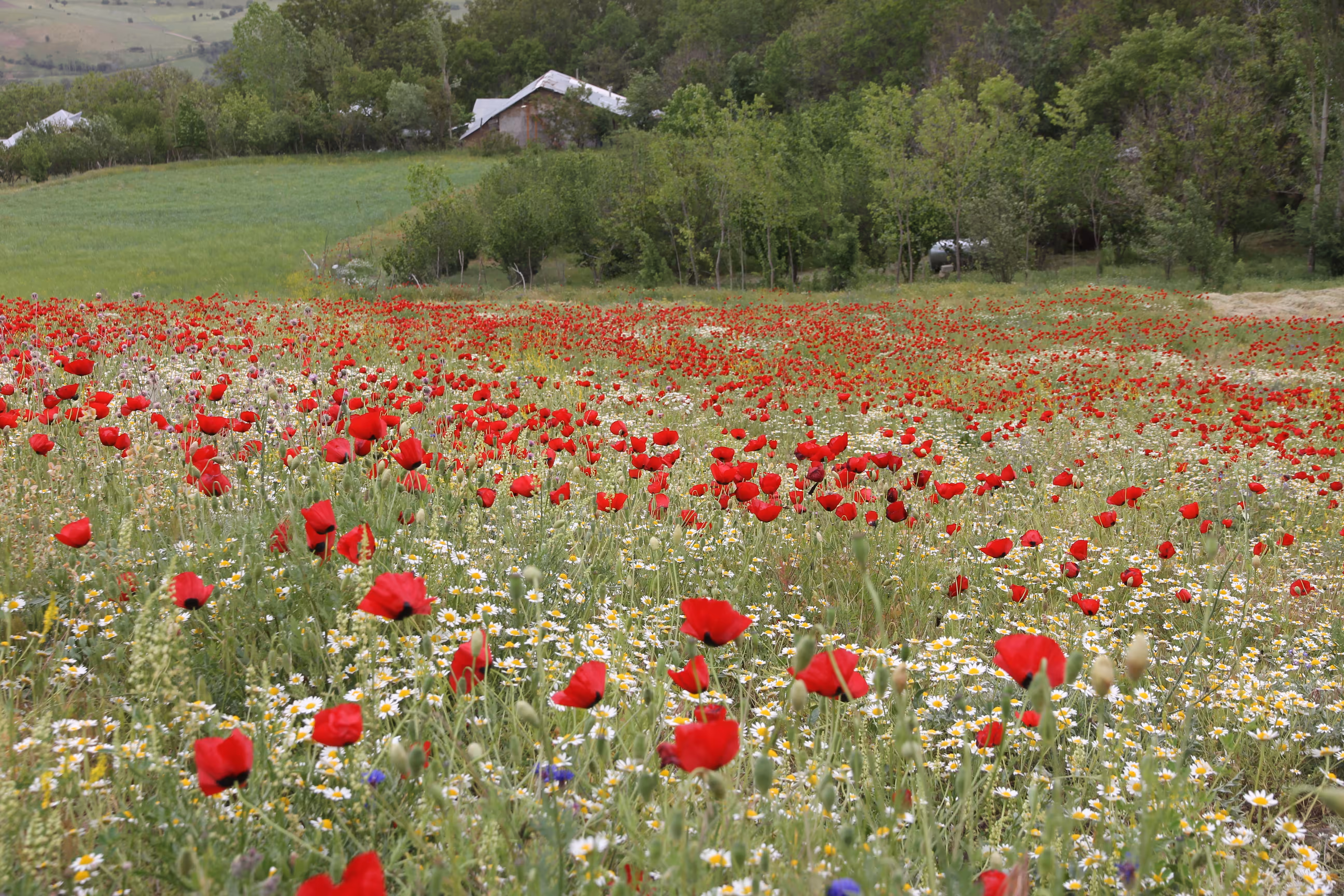 Whispers of the Wild Poppy