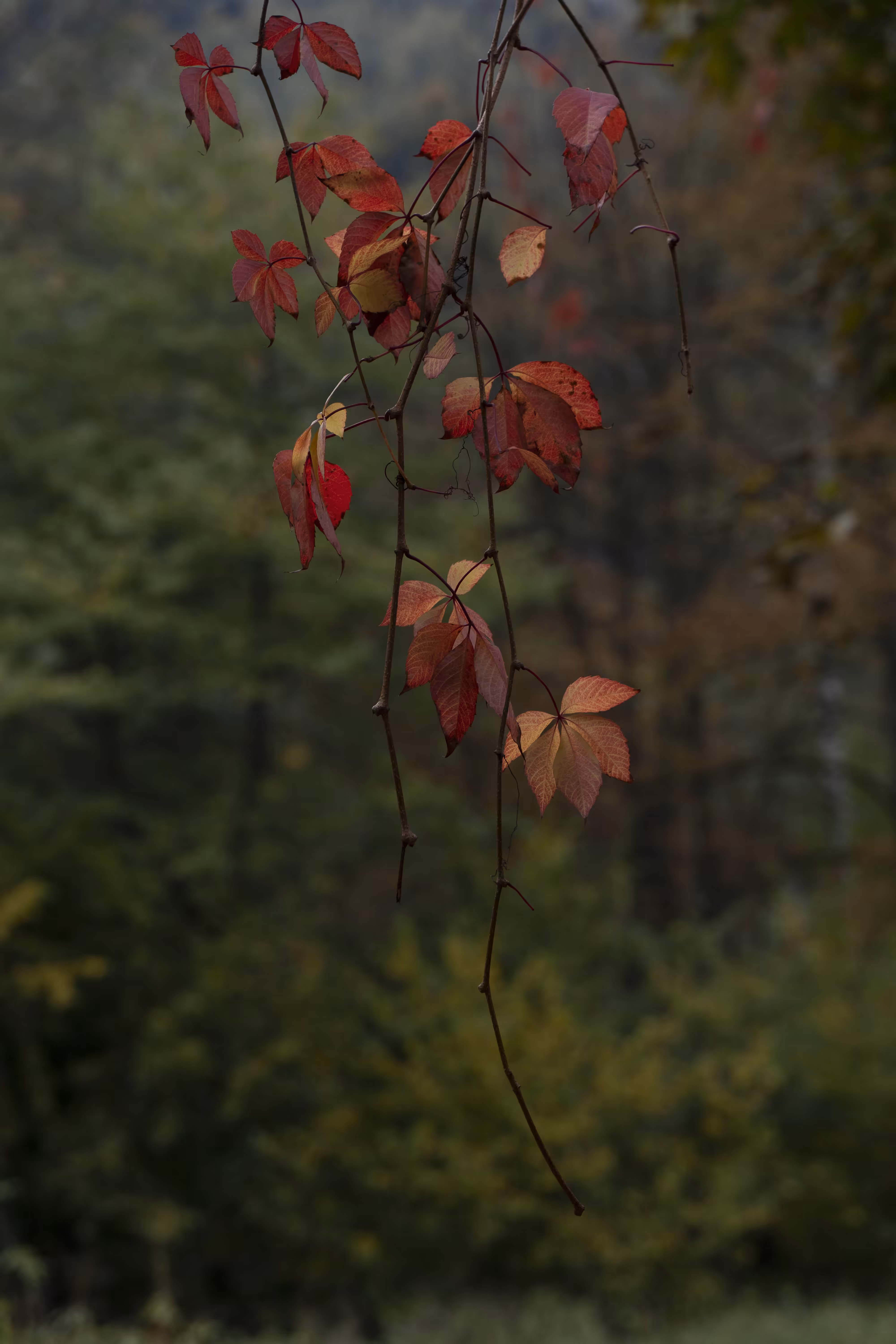 Autumn Whisper