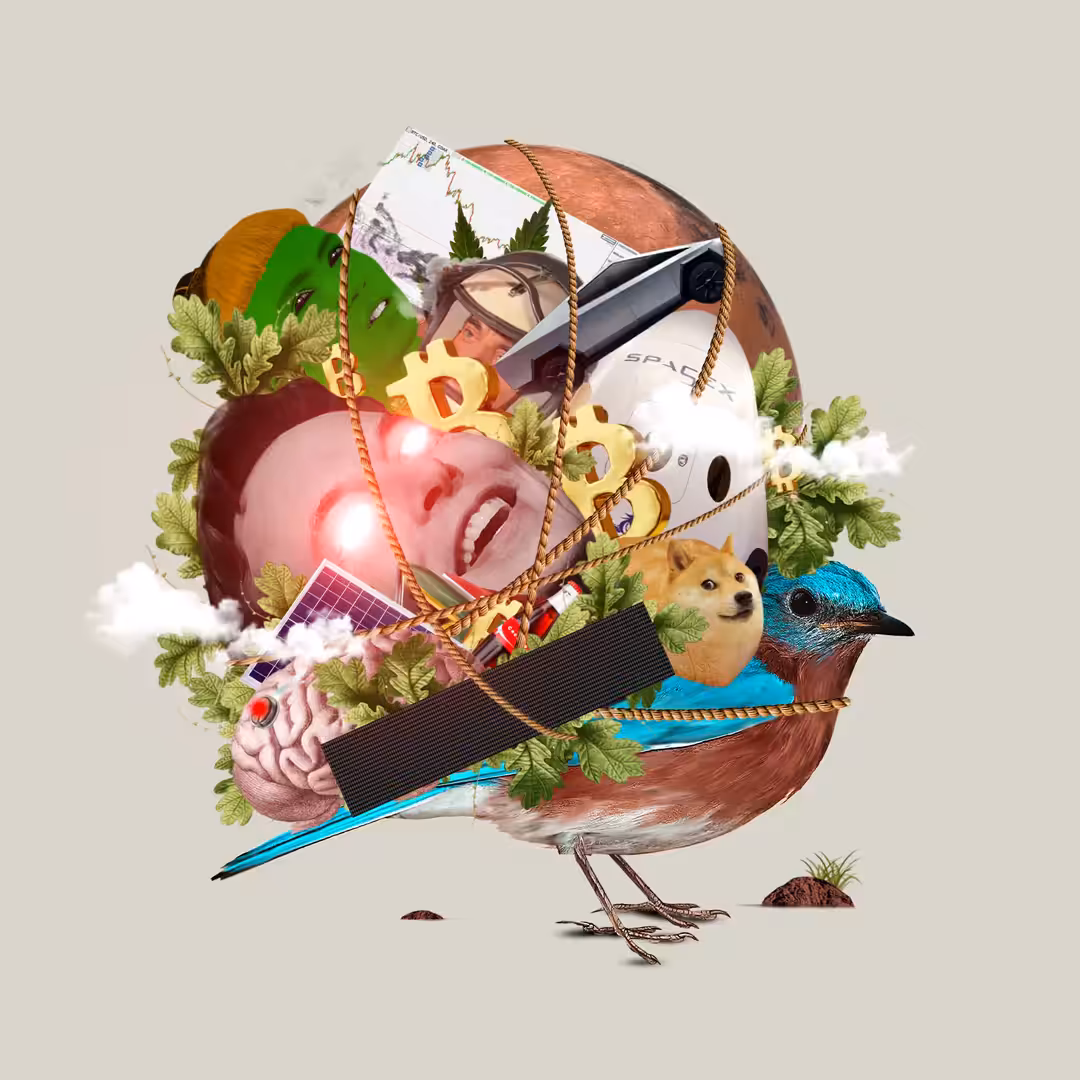 Little Bird - Elon Musk