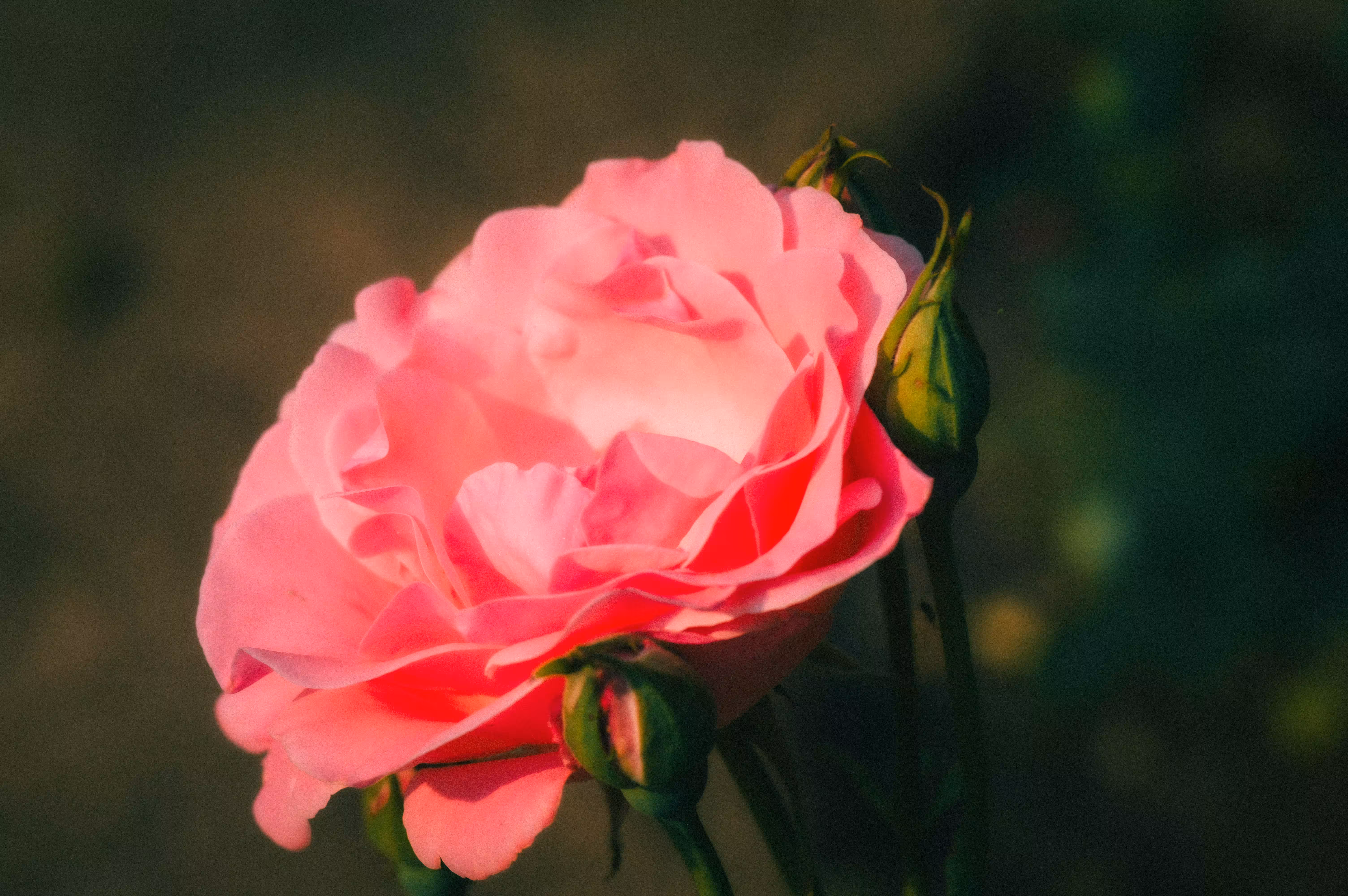 Such a wonderful and beautiful world: Tenderness of petals