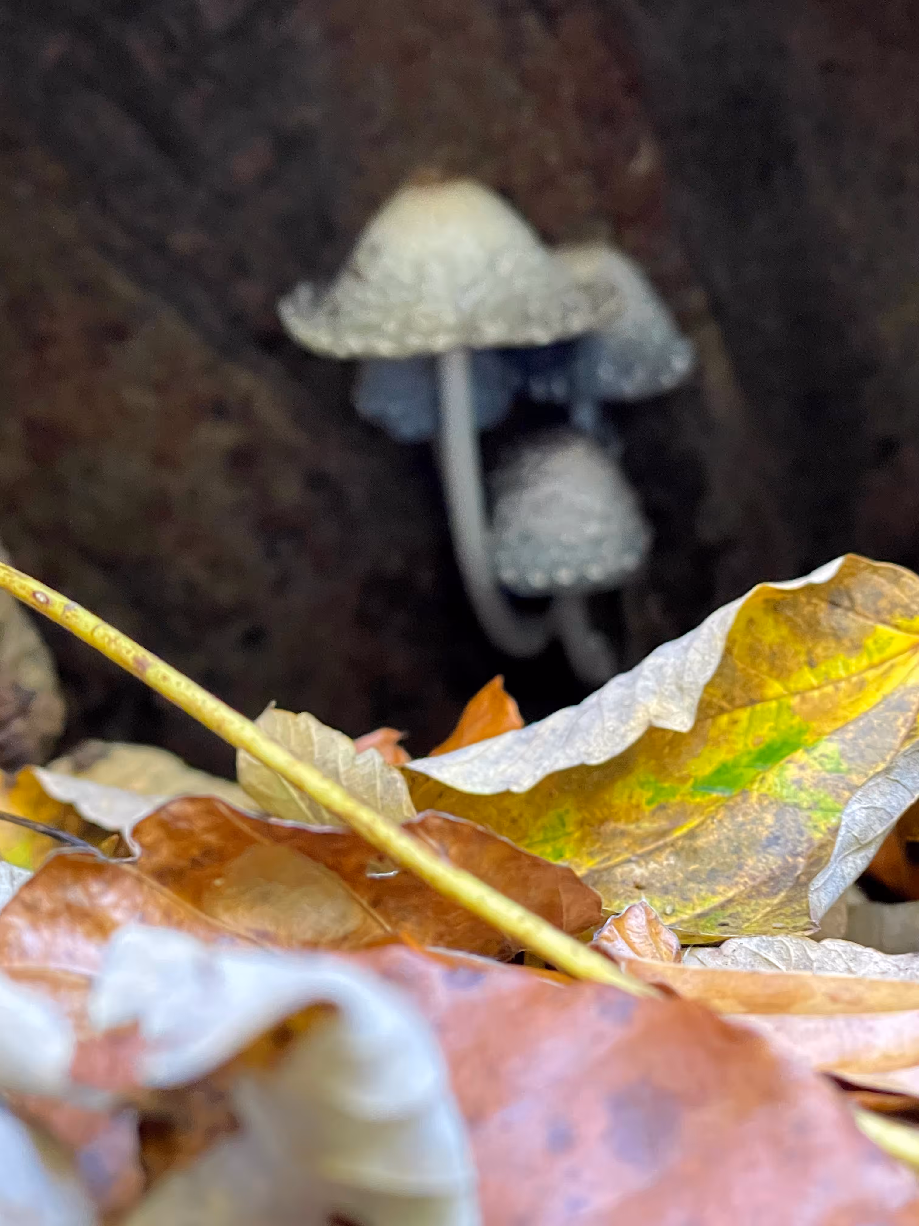 Blurry Mushroom