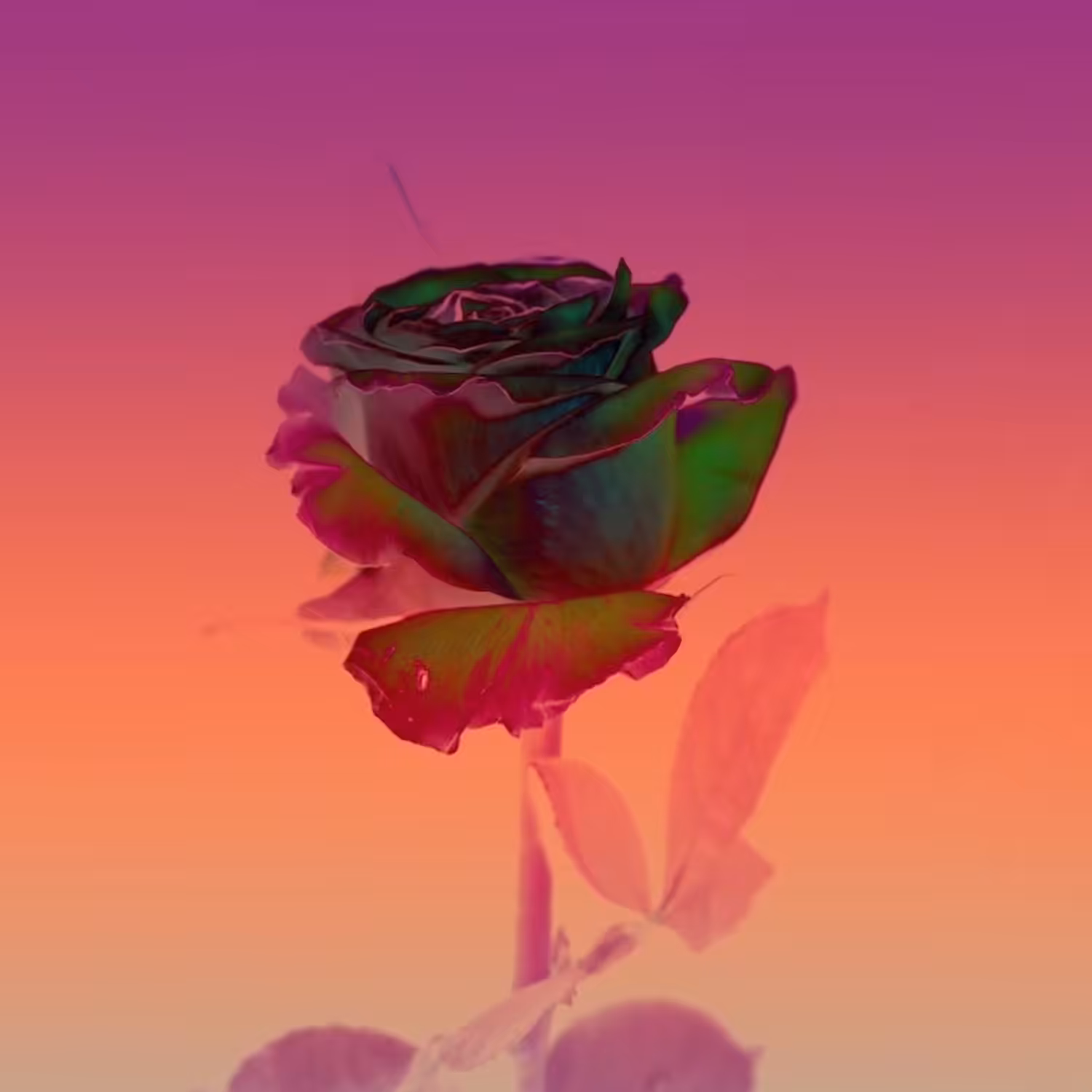 Flordefuego- 