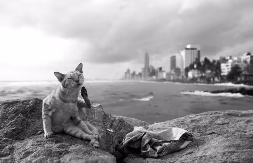 A glimpse of life #5