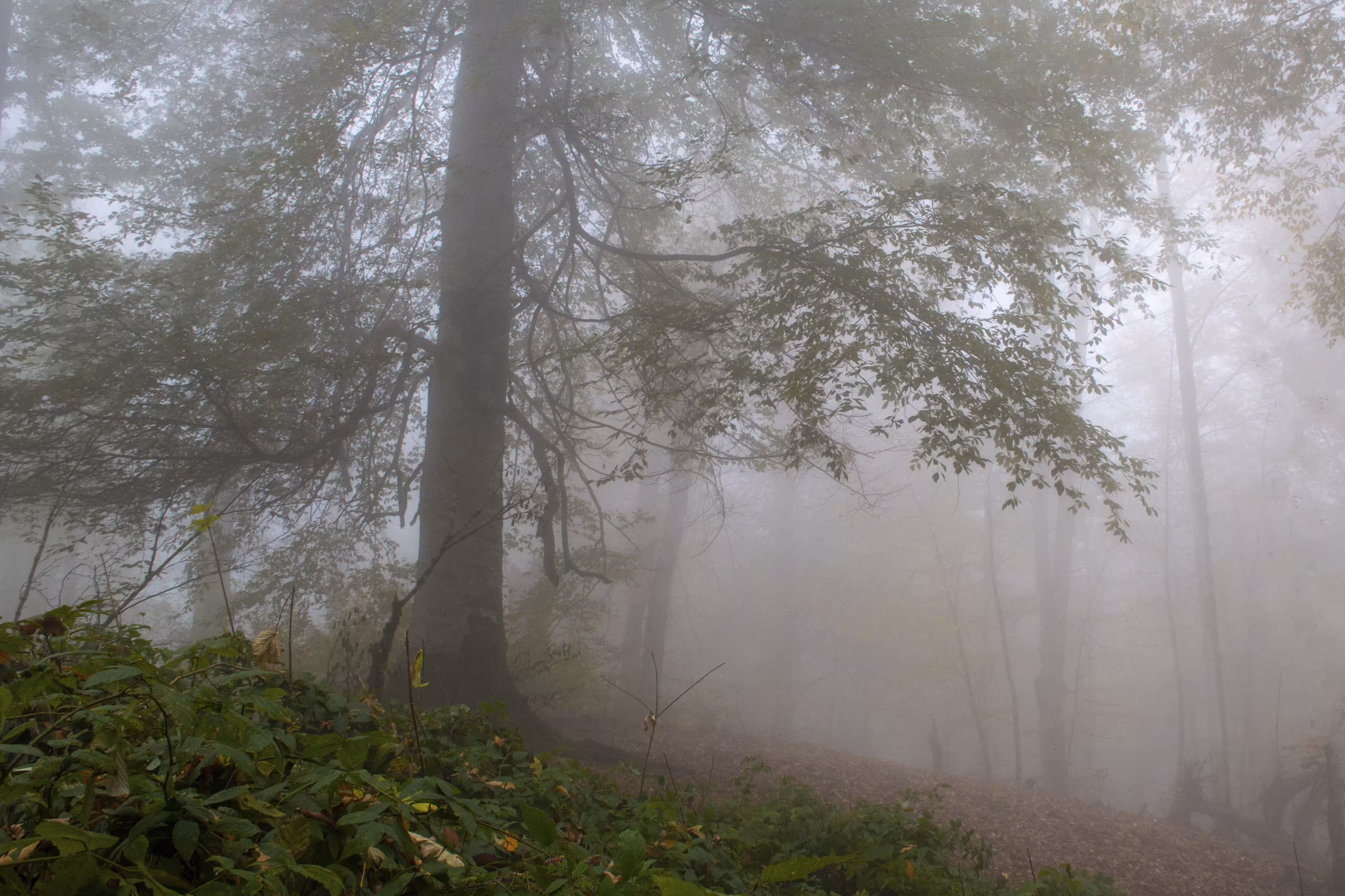Hyrcanian forest