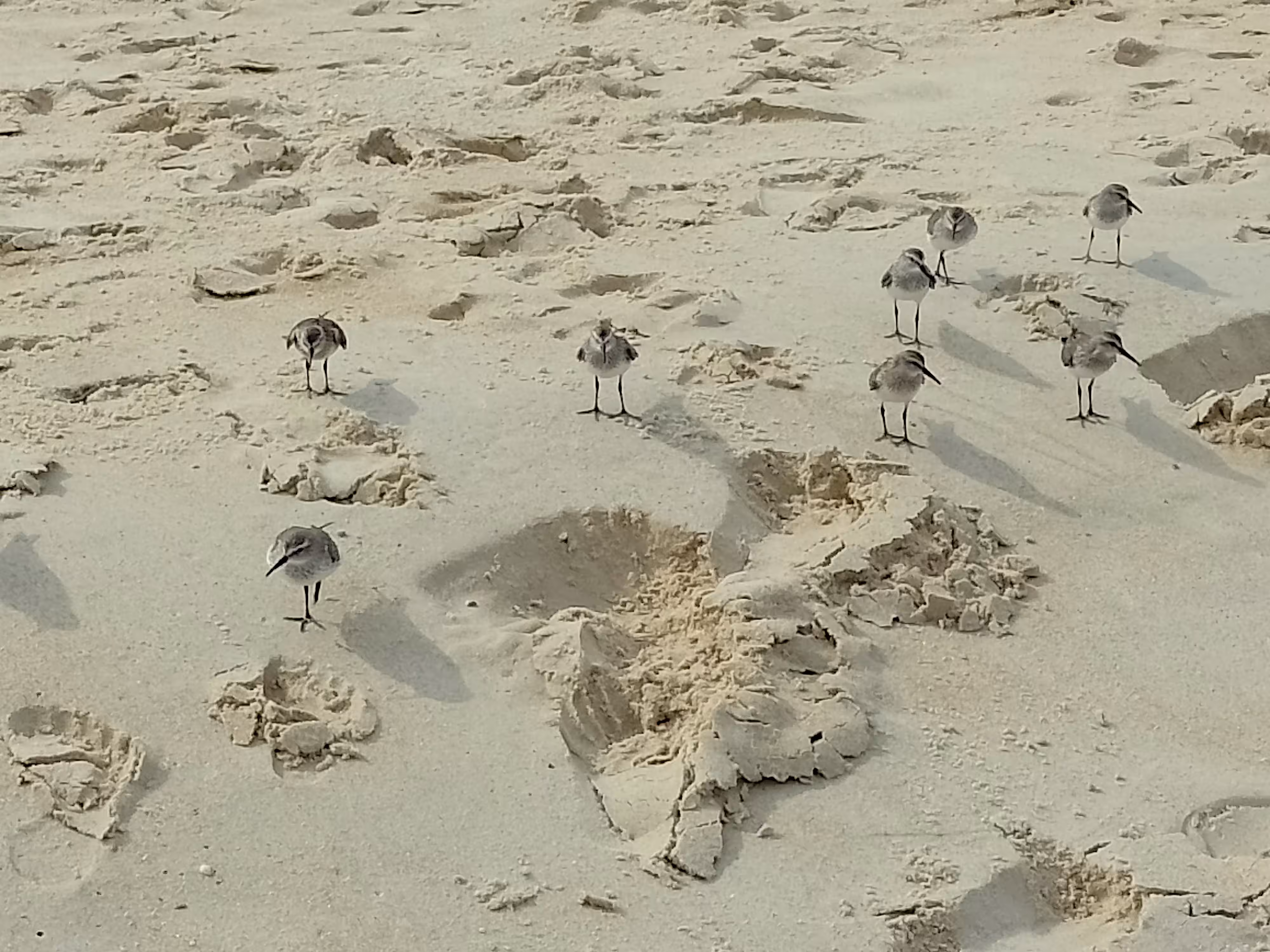 Bird gang
