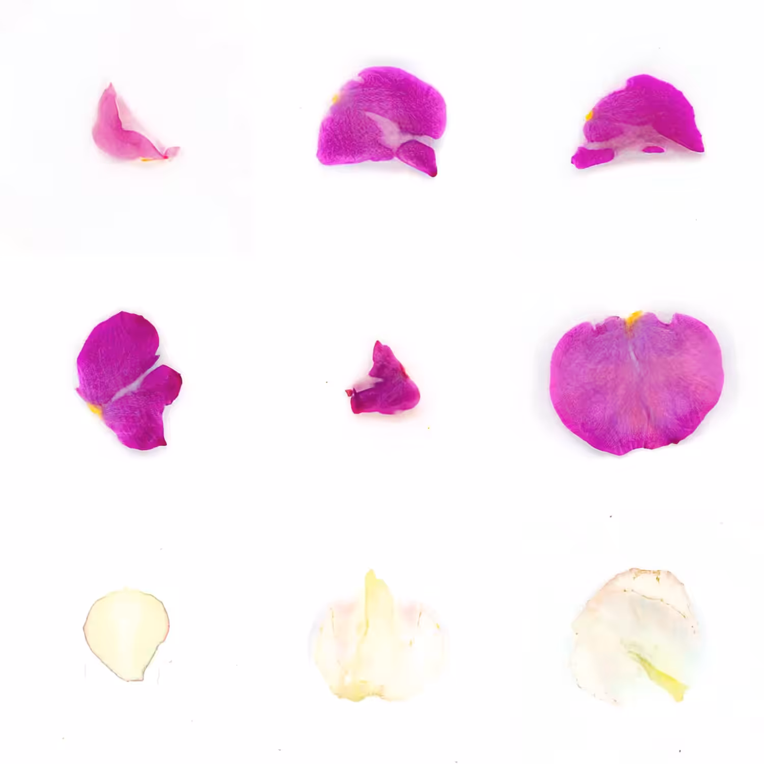 Infinite Petals 3x3#678