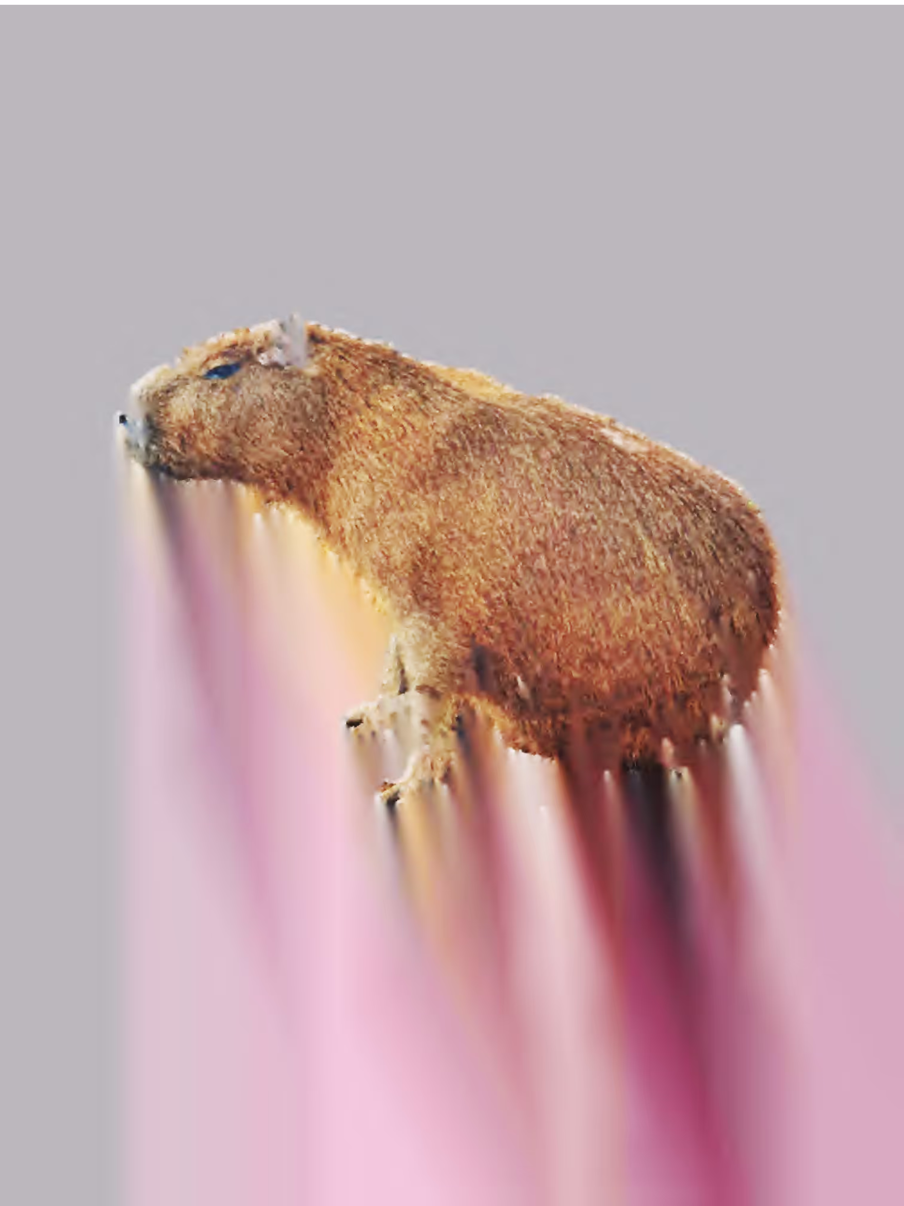 The Capybaras of Ipaussu [ Descolada // Ascending ]