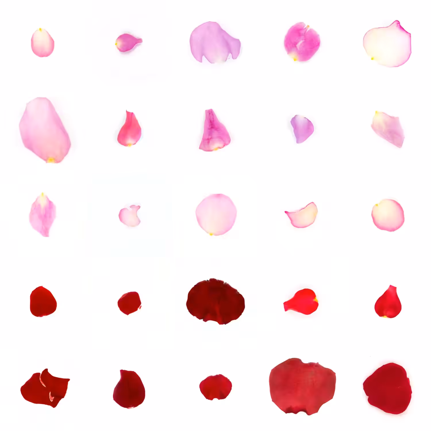 Infinite Petals 5x5#20571