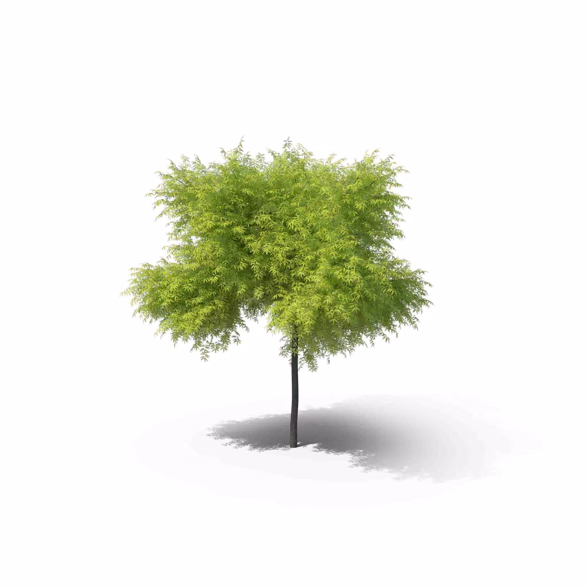 Your Tree I Honey Locust