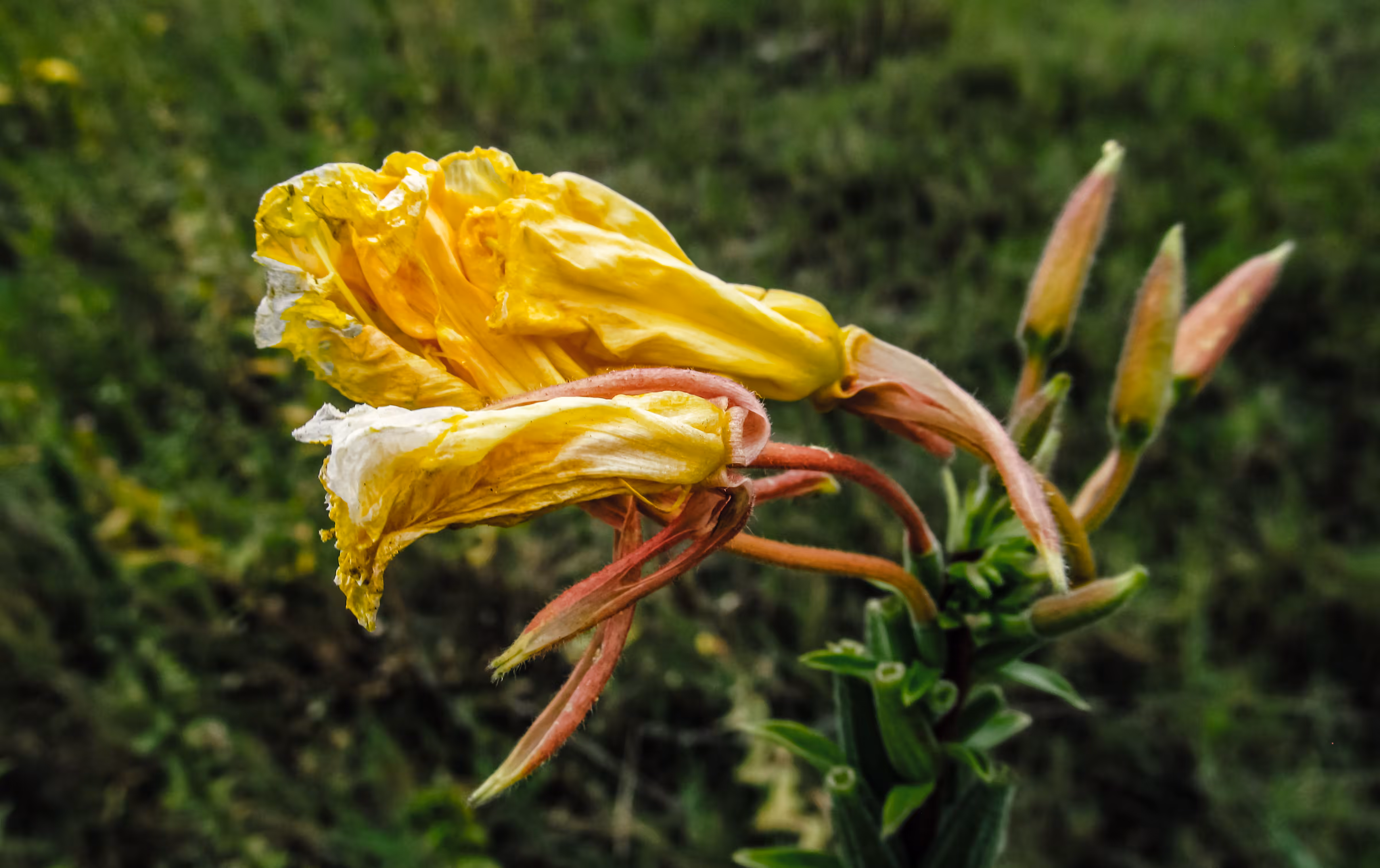 Oenothera