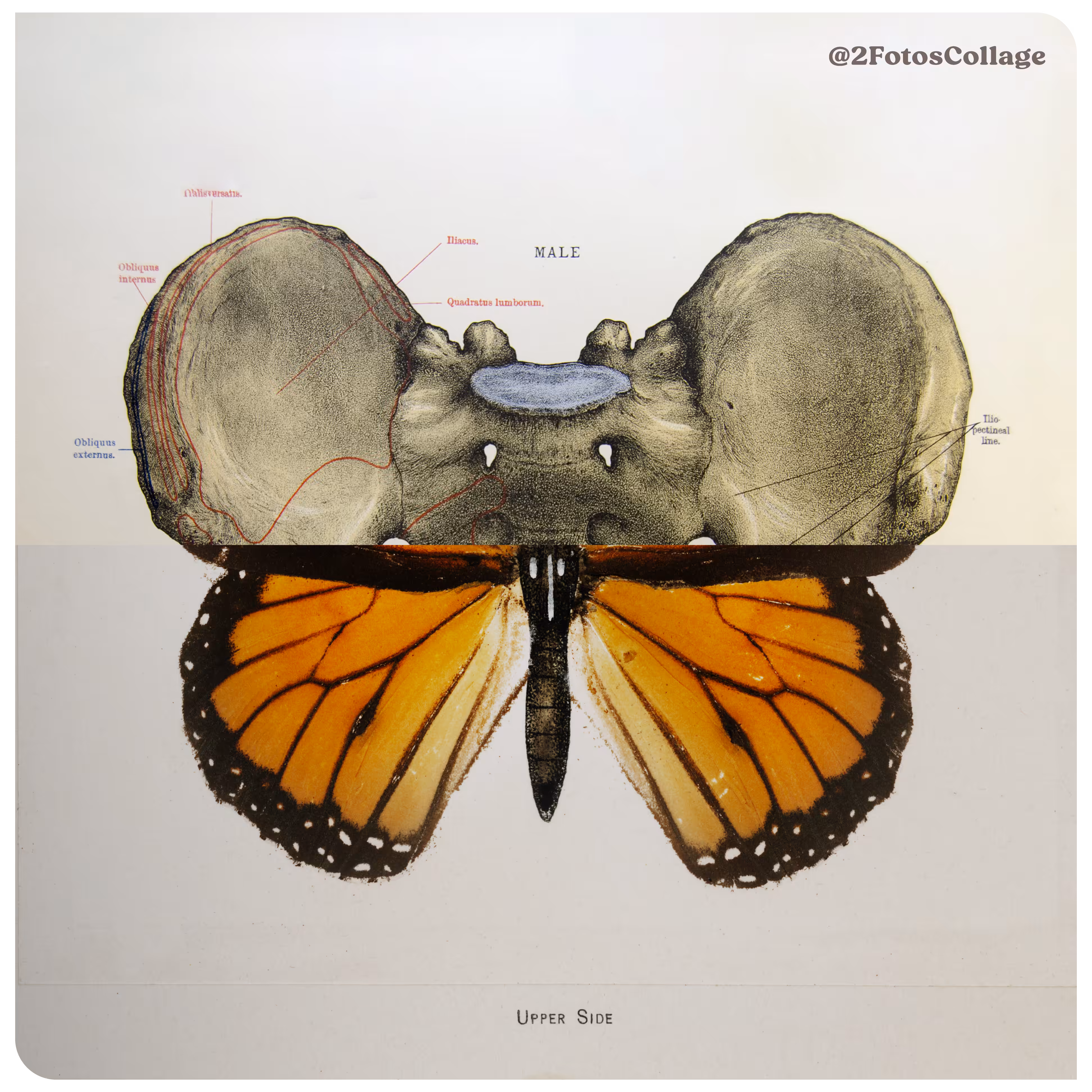 2FotosCollage ButterflyBones 03