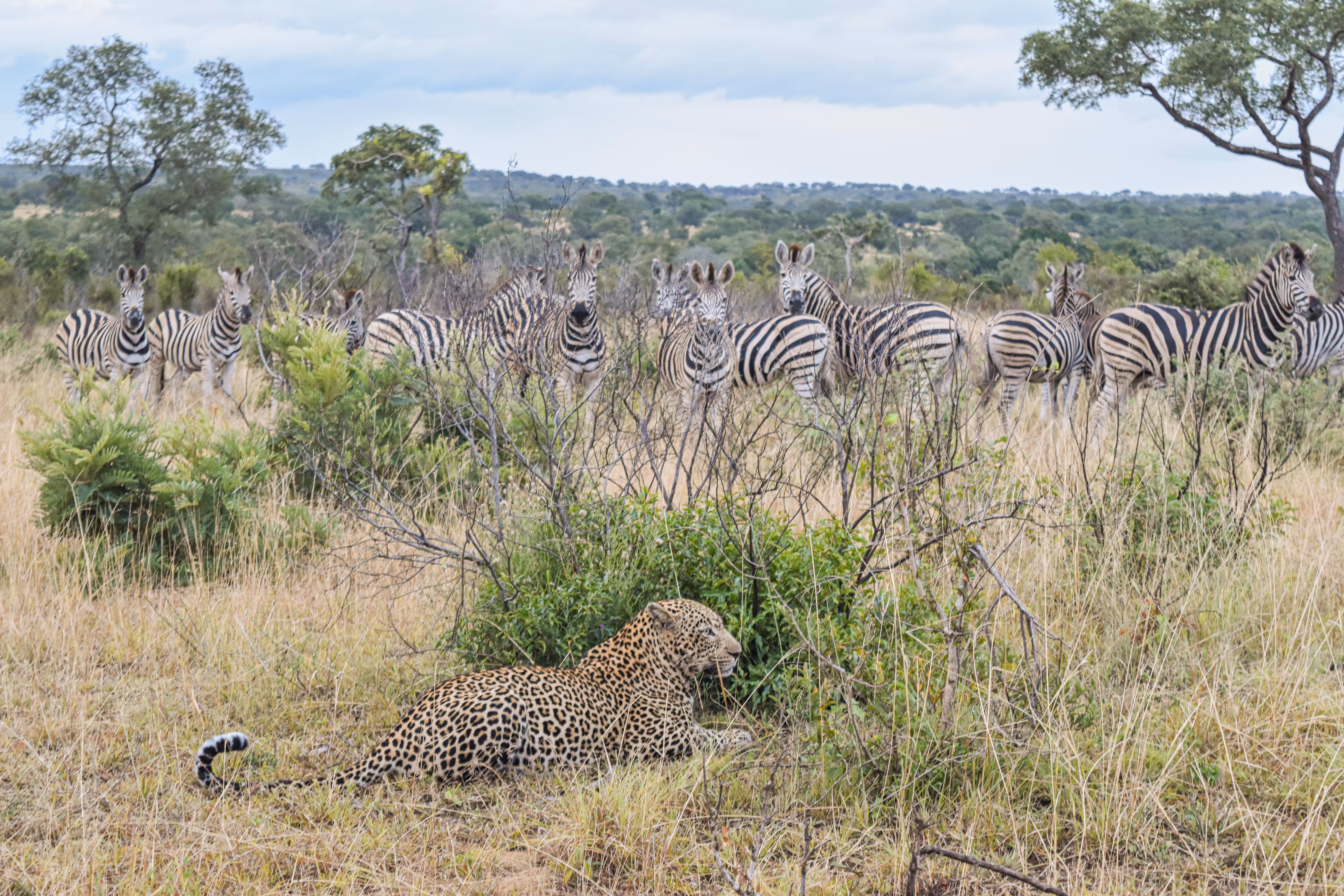a tense moment for the zebras