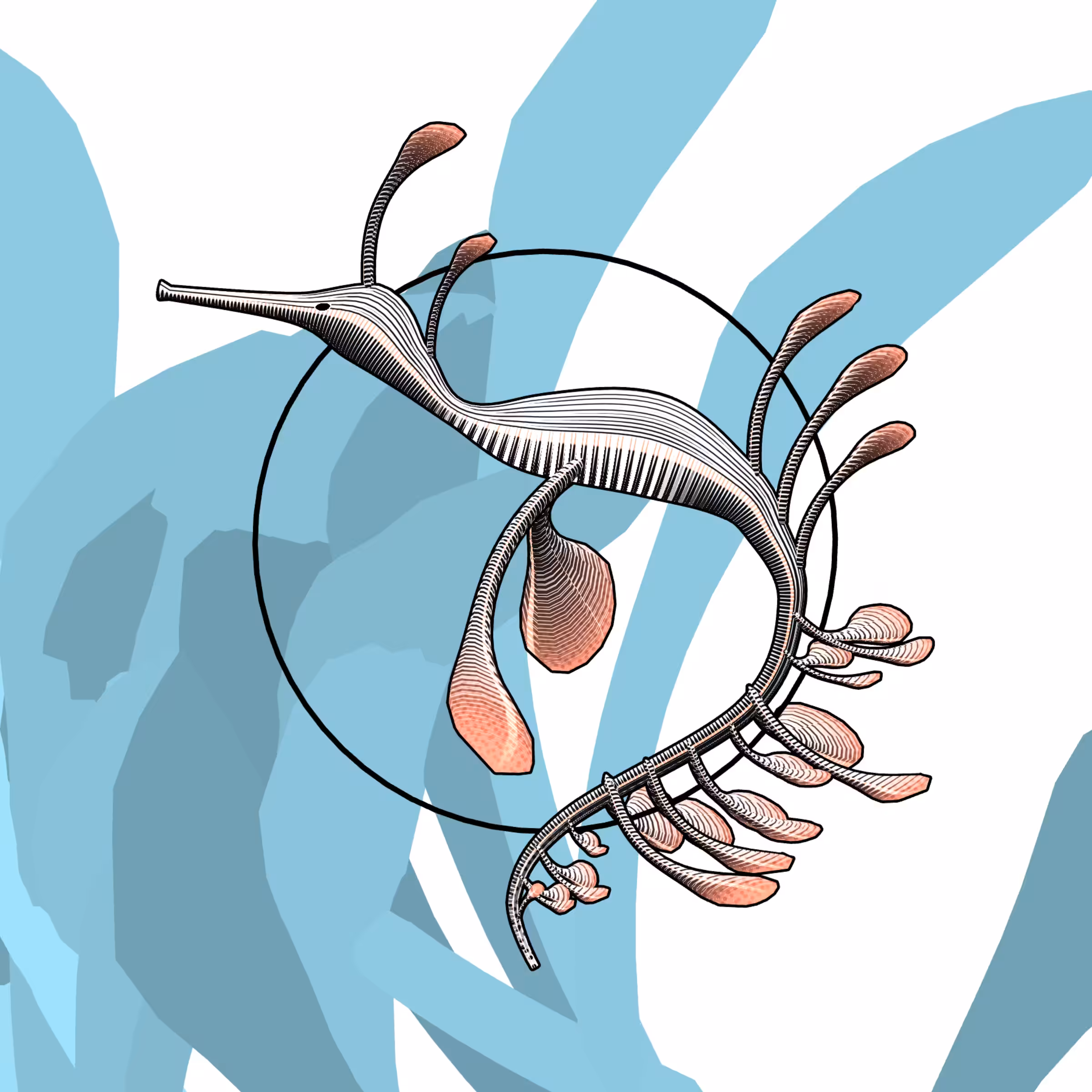 Seadragons #482