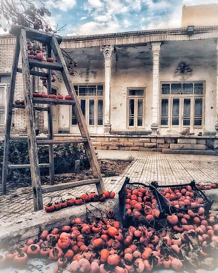 Persimmon
