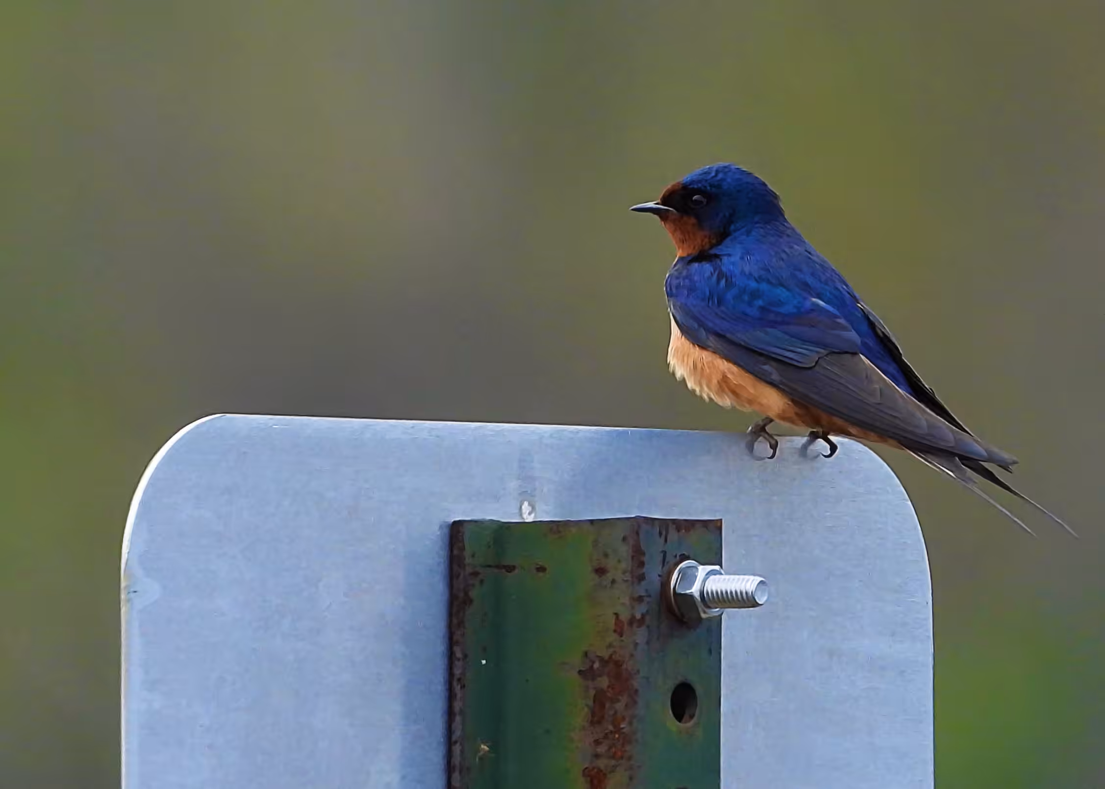 Flocksourced #014 - Barn Swallow
