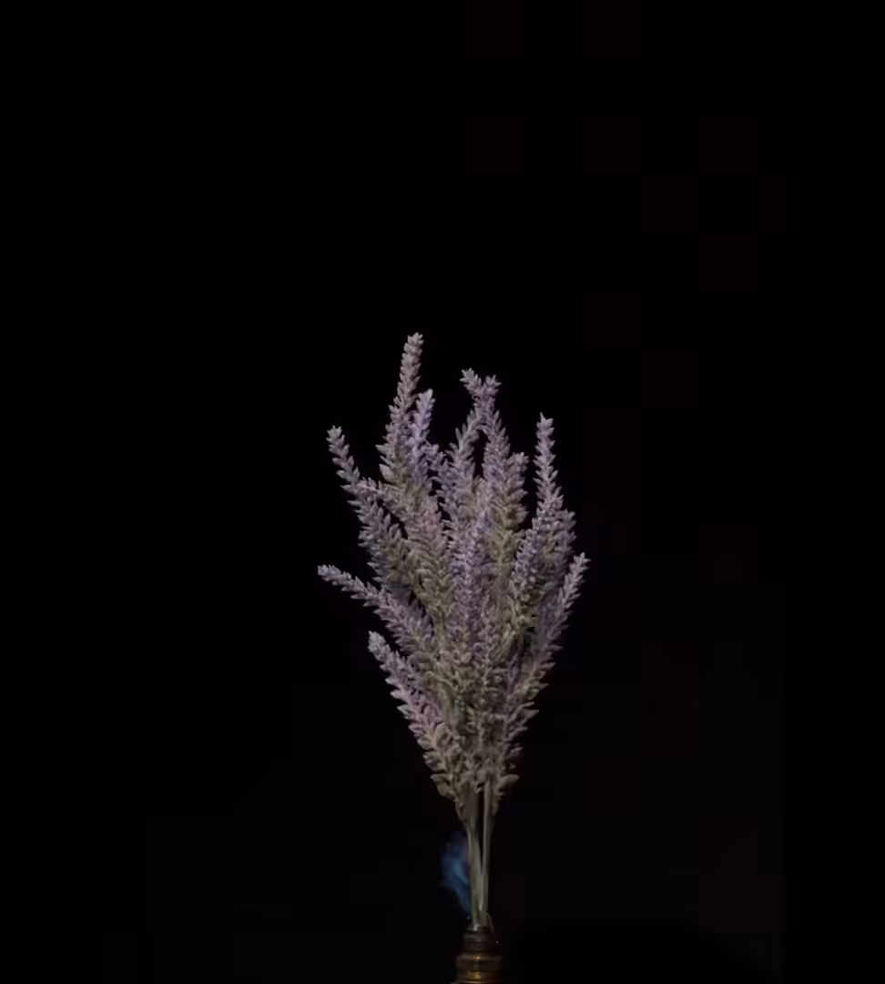 Lavender Burn 