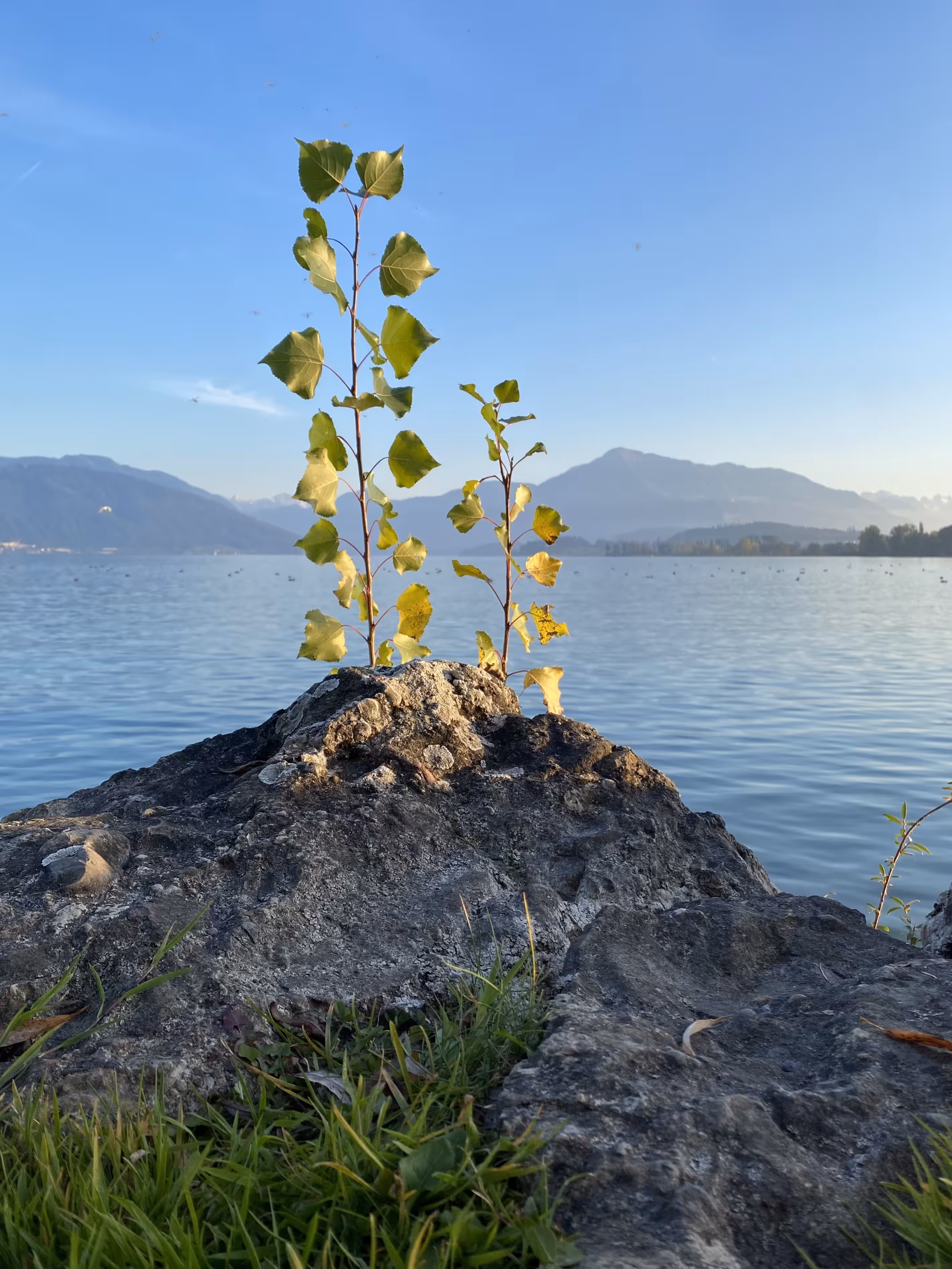 Little Tree