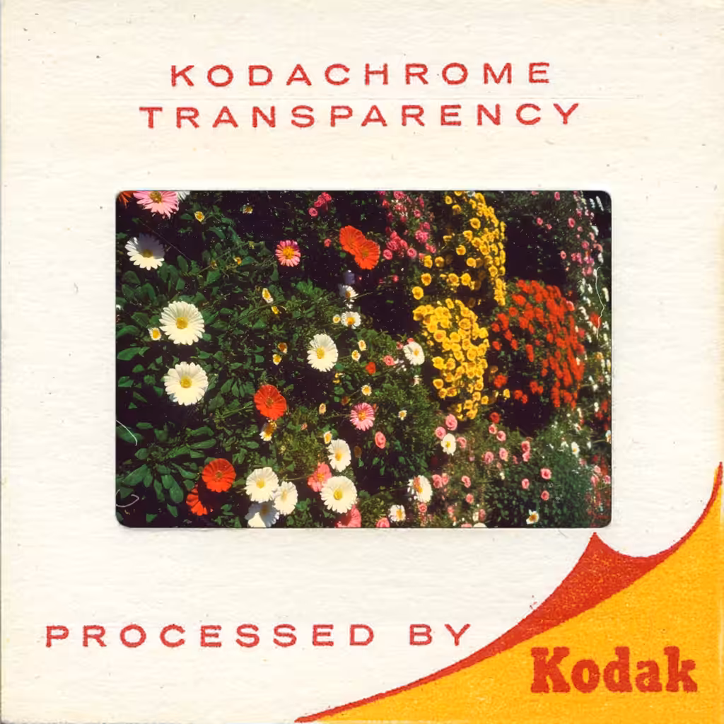 Daisy, Color Reversal Film (kodachrome), 1959