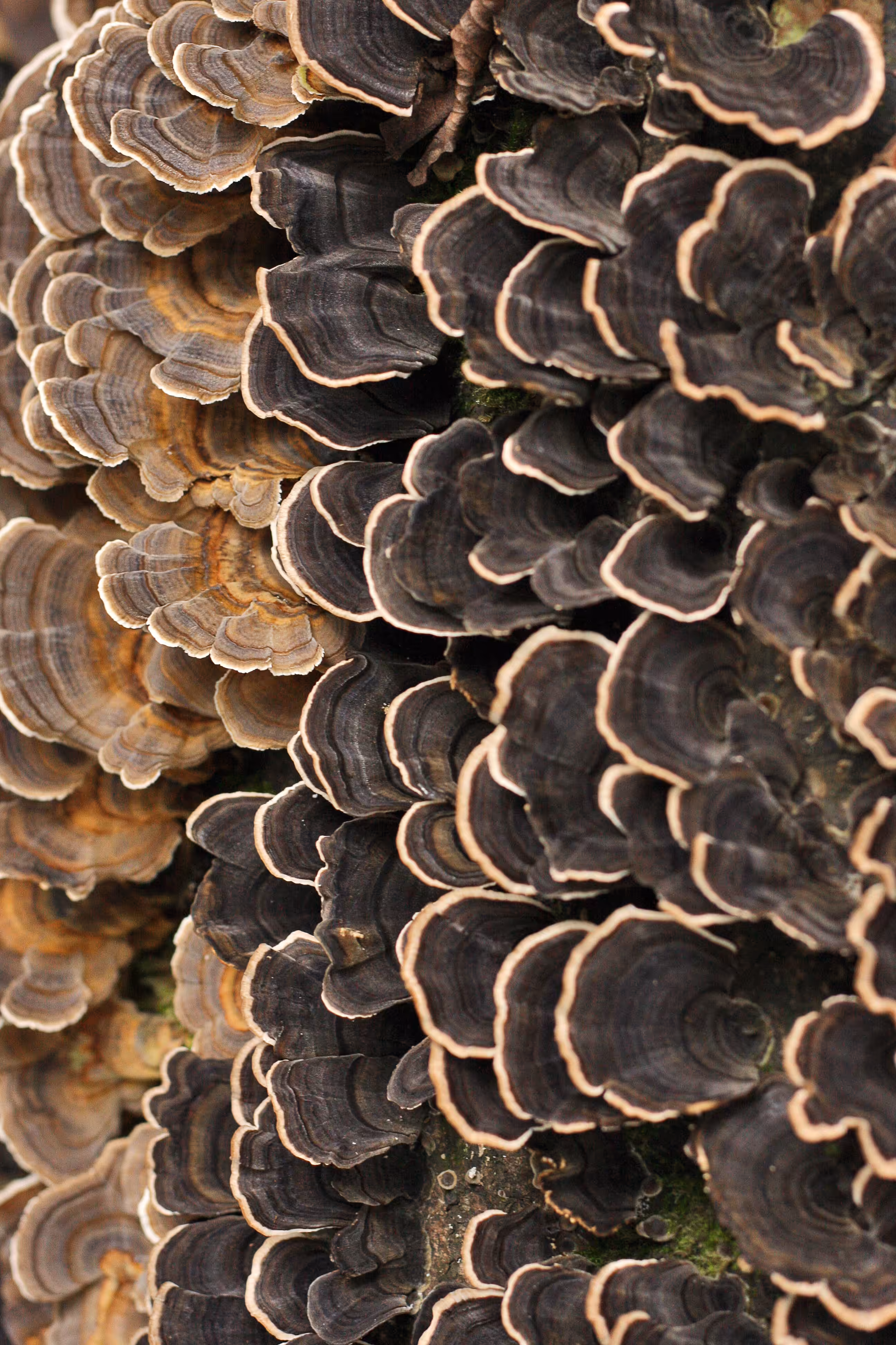 Turkey Tail