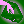 The_Solitaire