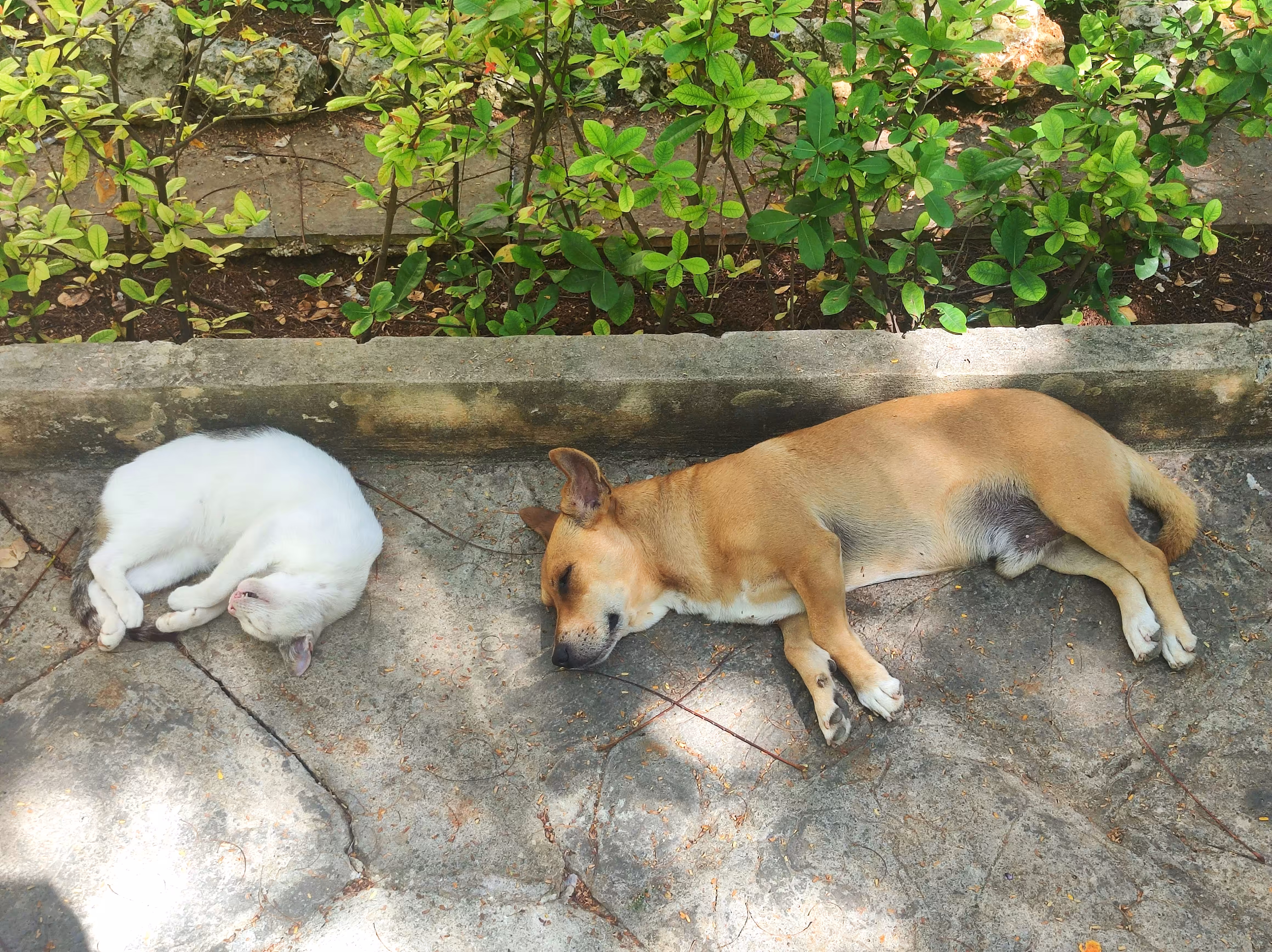 Cuba #5 - Siesta in Havana