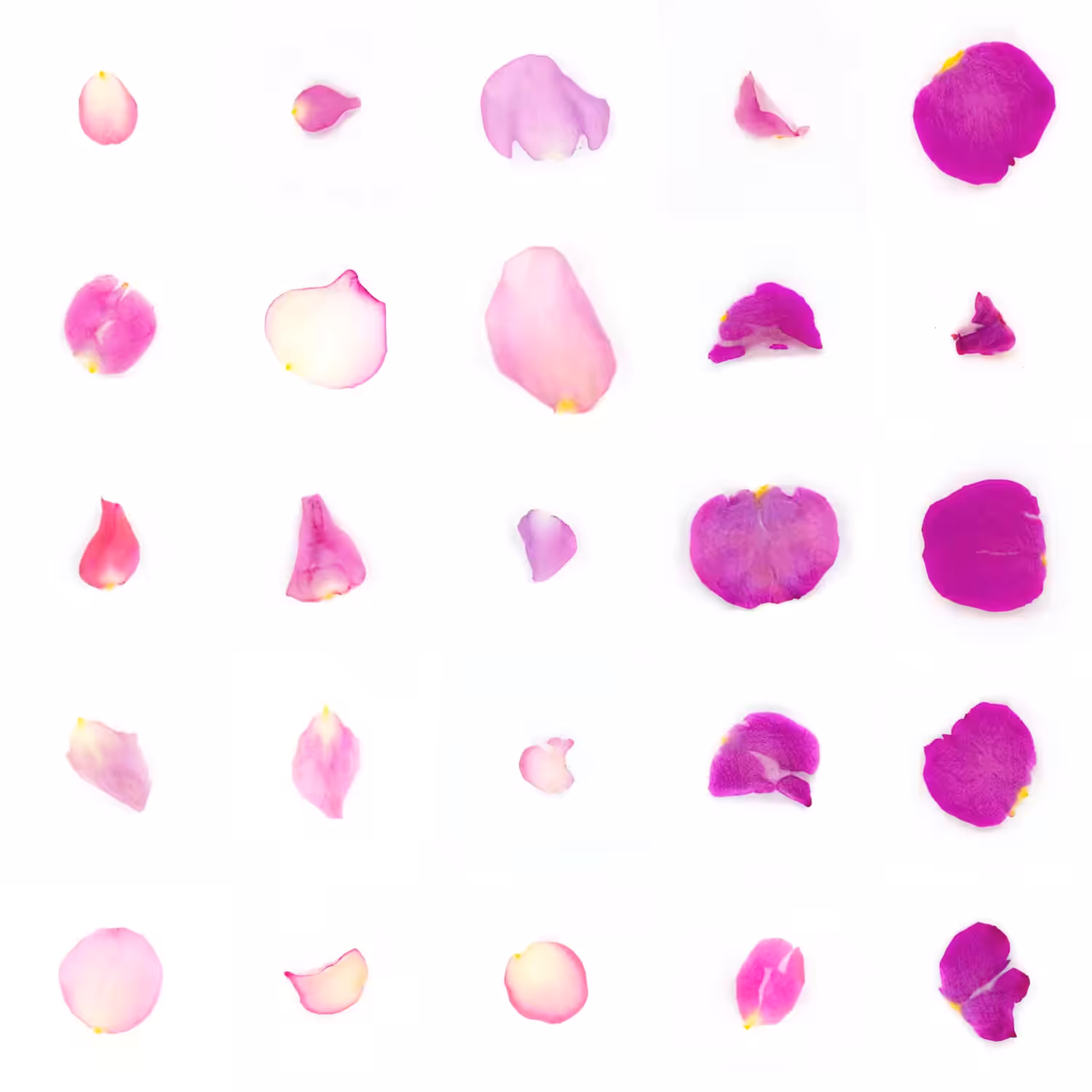 Infinite Petals 5x5#21492