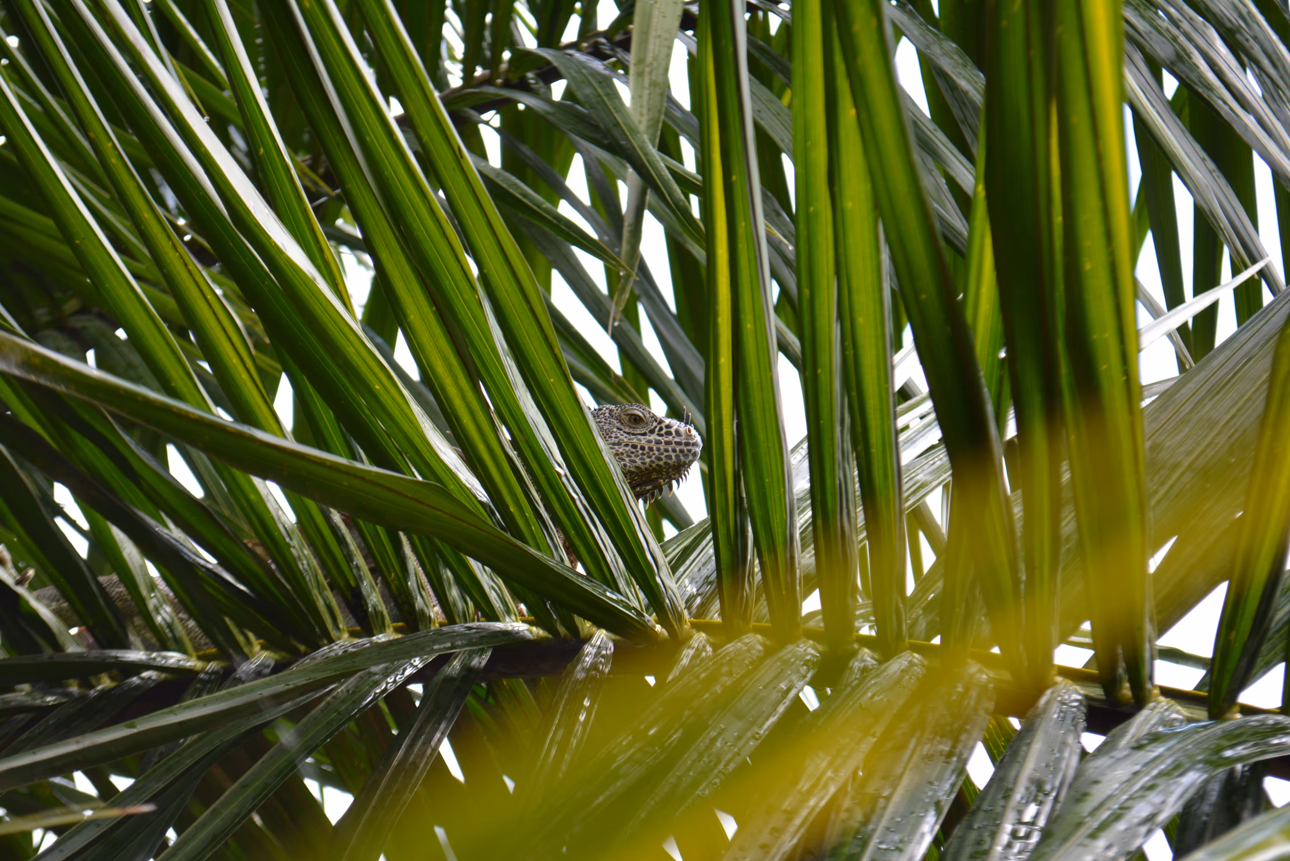 Iguana (2)