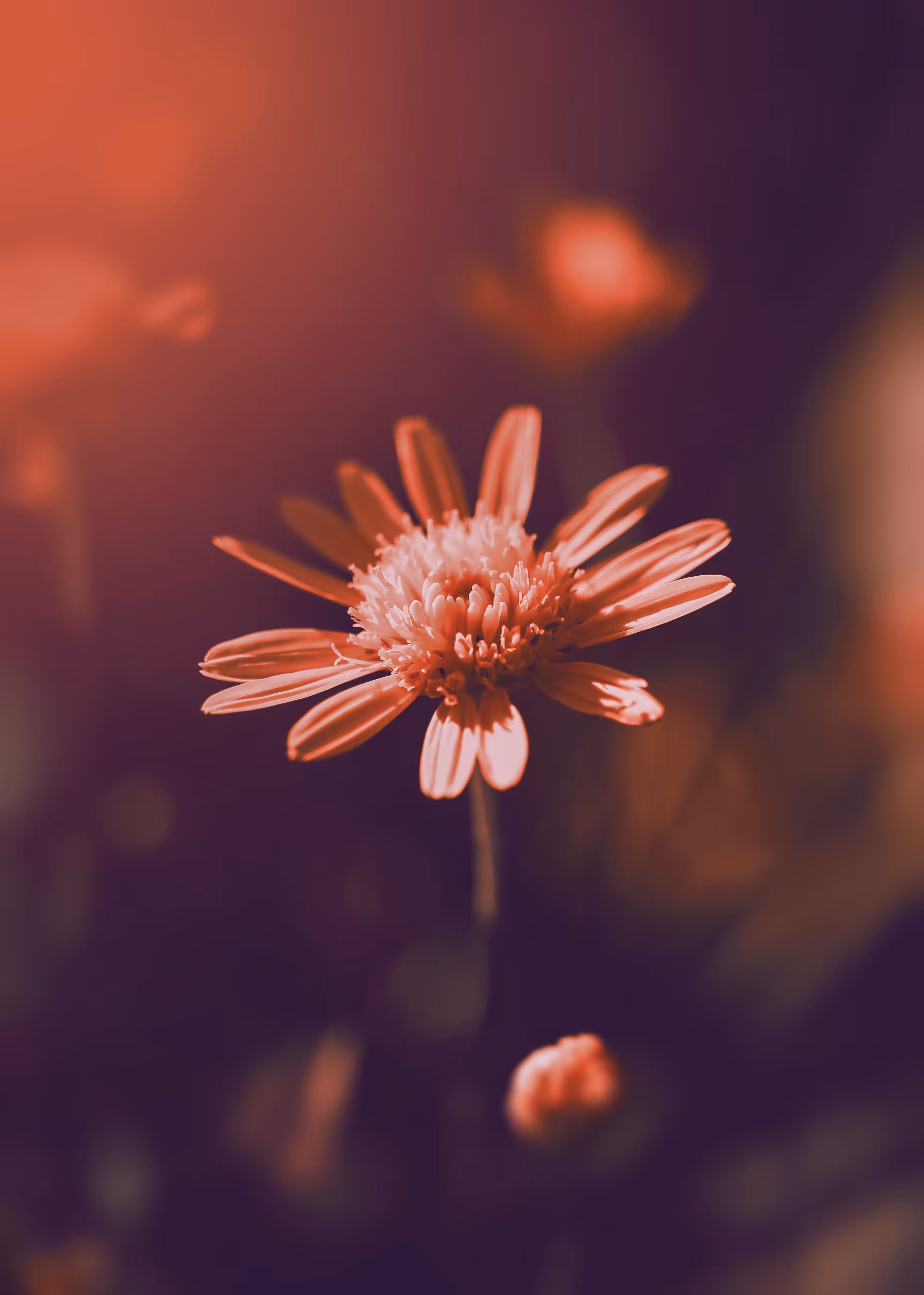 Blossom