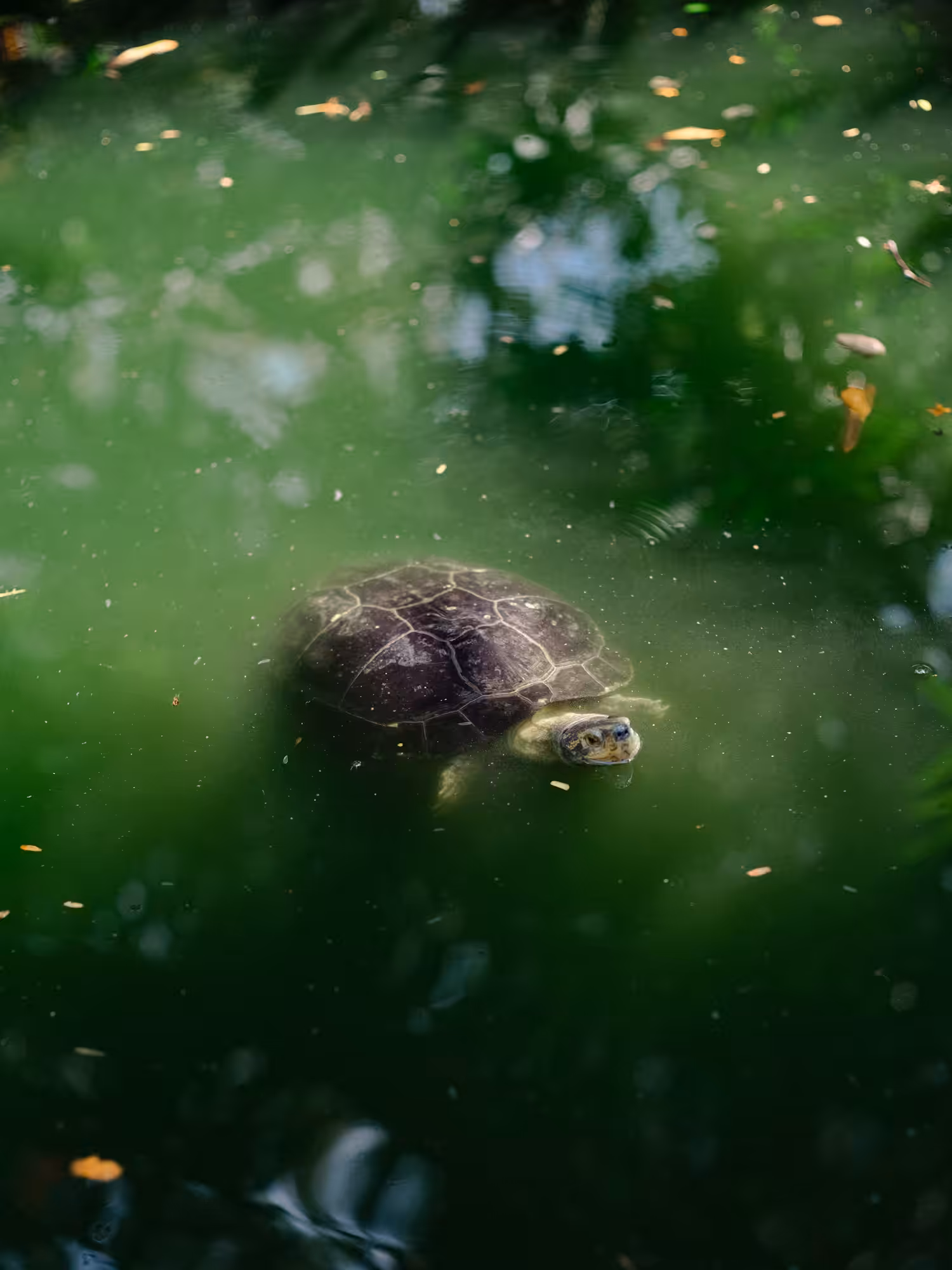 Turtle in a Pond