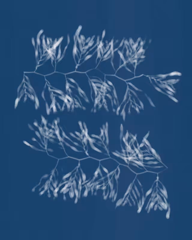 Cyanotypes #97
