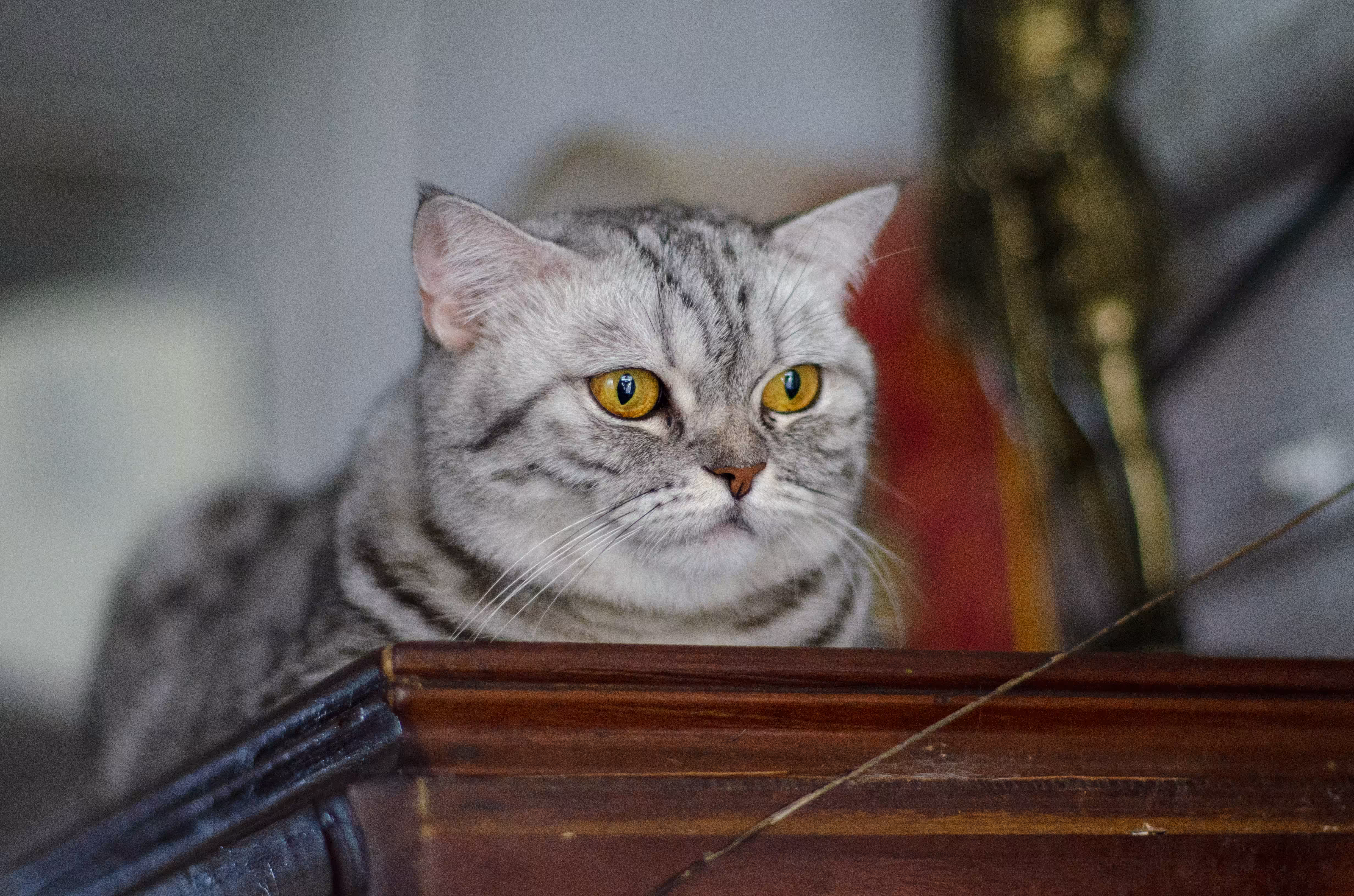 MM_Scaredy cat 1/4