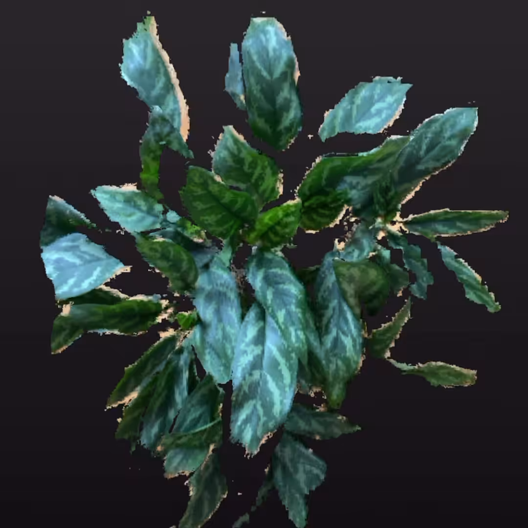 Chinese evergreen