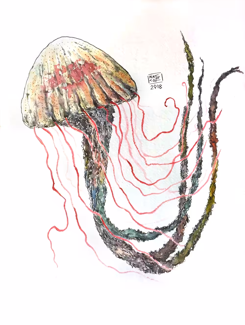 Jellyfish