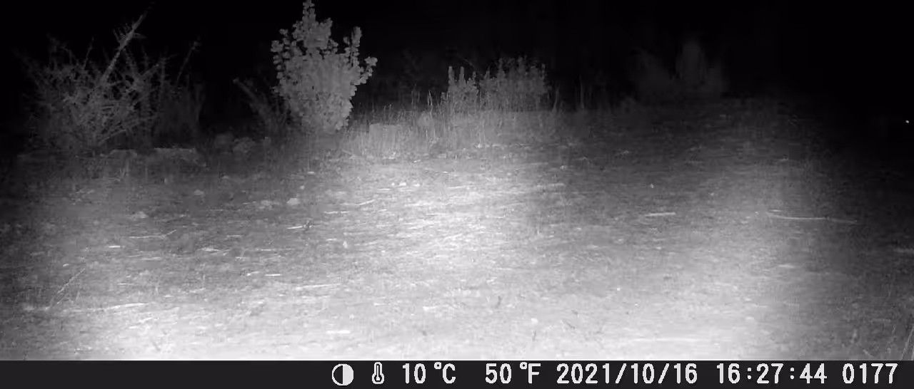FOX POOPING
