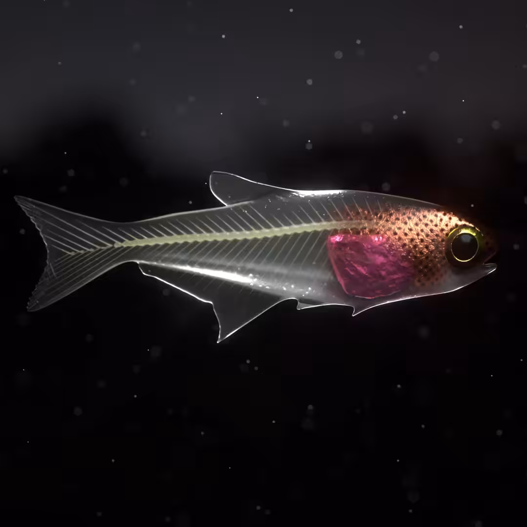 Translucent Fish