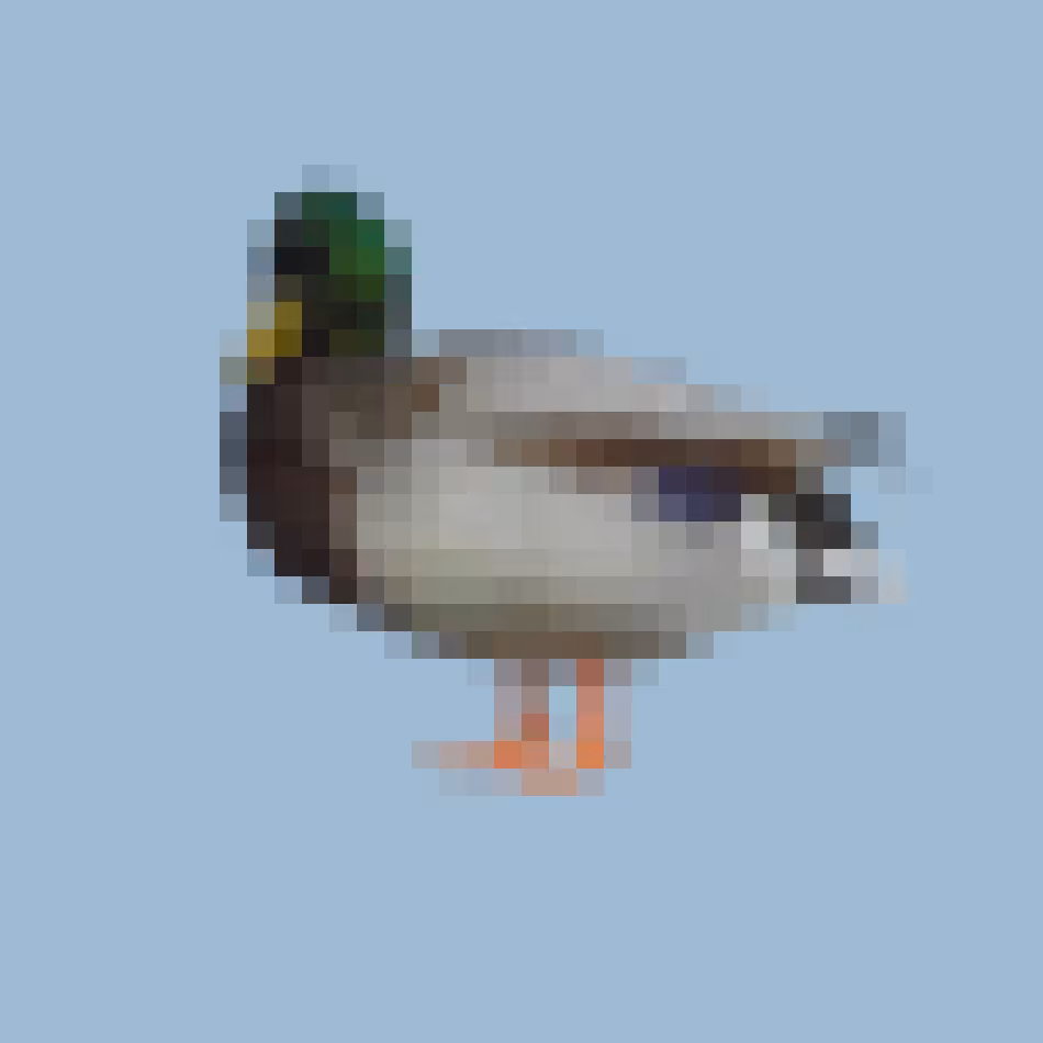 PixlBird #003