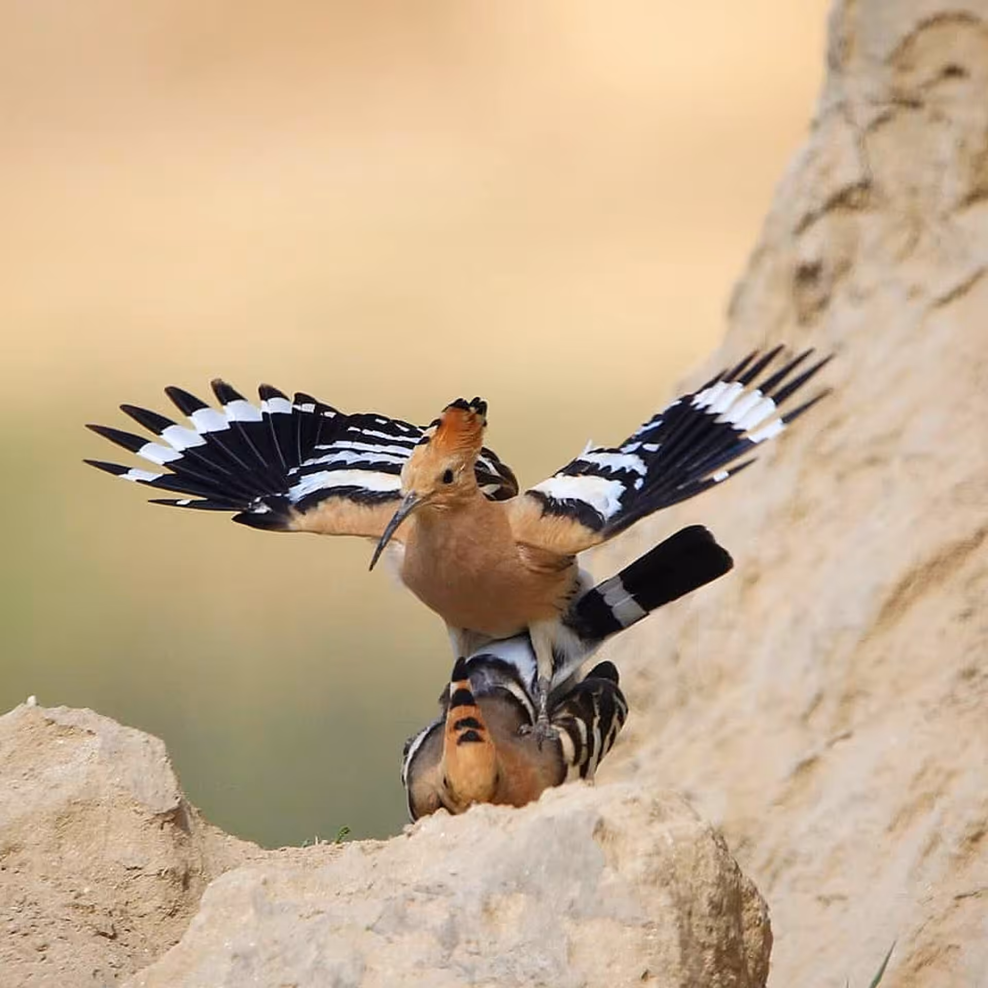 1/1 : mating ritual